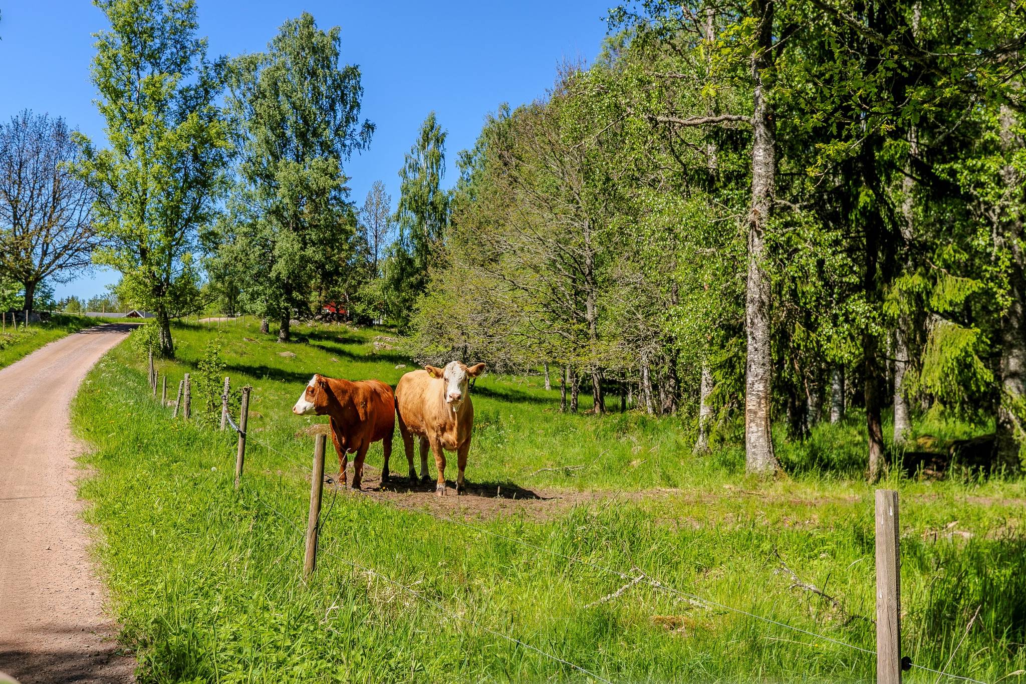 6 rum Gård/skog på Lugnet 1 Rydsnäs Ydre kommun - bild 52