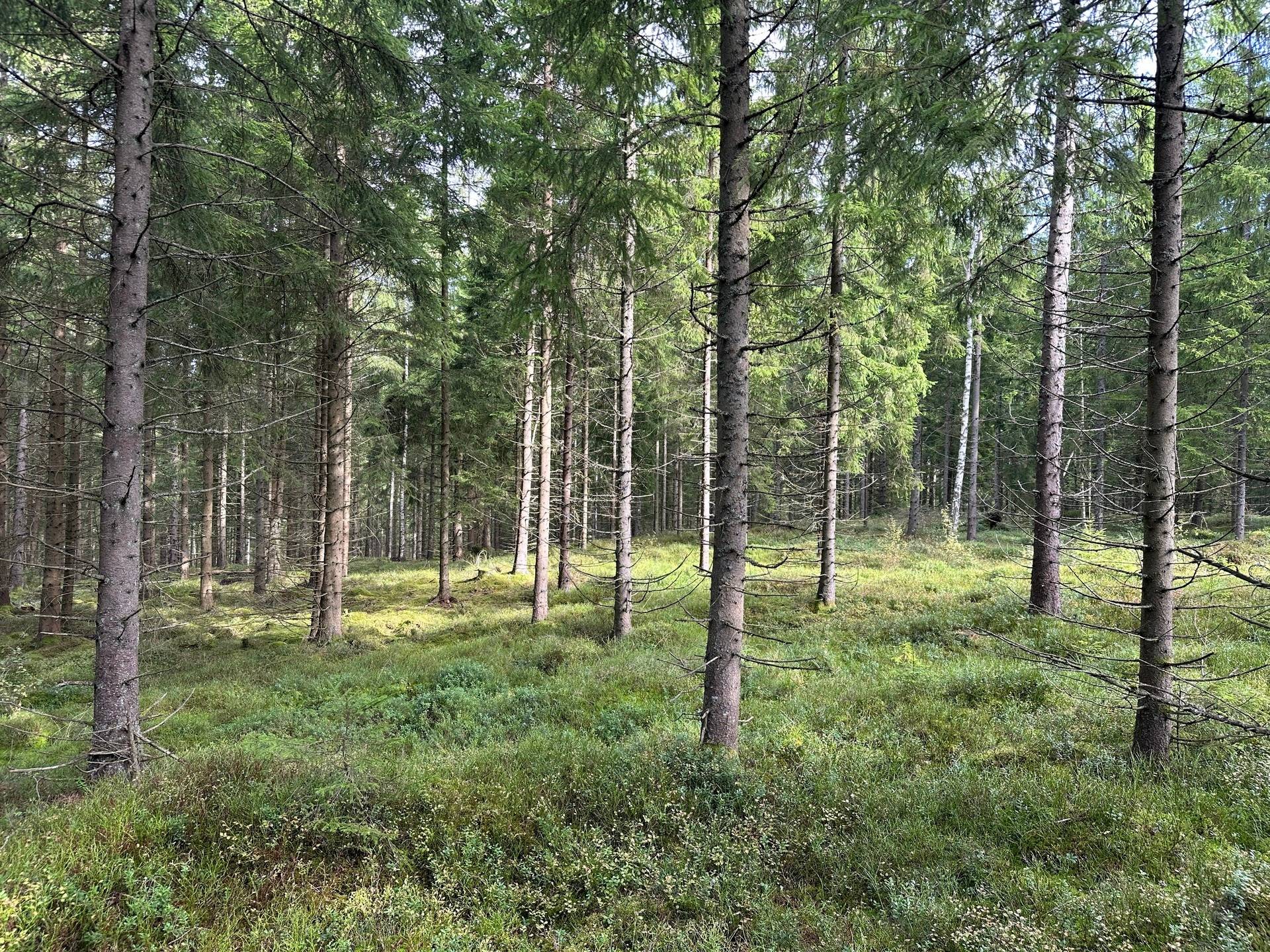 Gård med skogsbruk på MARK ANABÄCKSHULT 2:14 Anabäckshult Marks kommun - bild 32