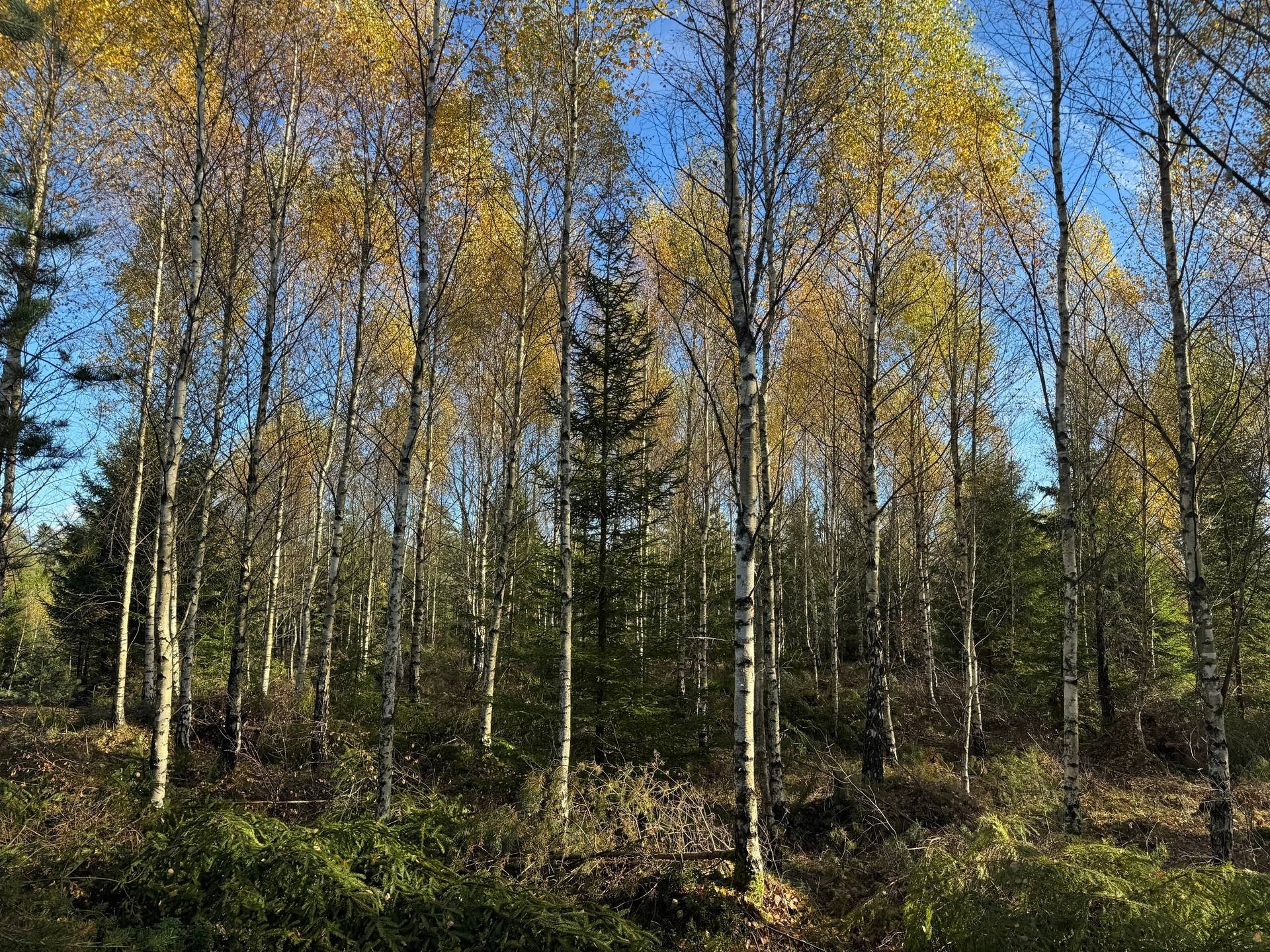 Gård med skogsbruk på Tokhult 1:13 Öxabäck Marks kommun - bild 13
