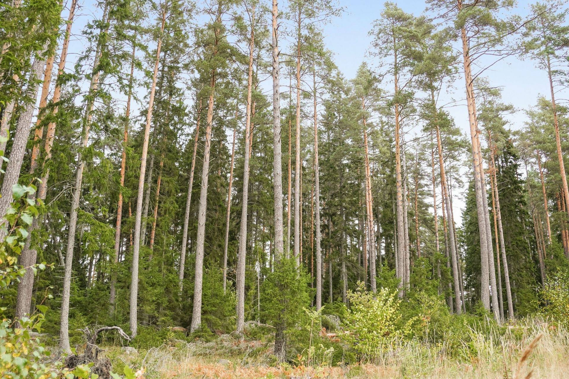 Gård med skogsbruk på Norrtälje Bro 4:8 & 8:1 Norrtälje kommun - bild 20