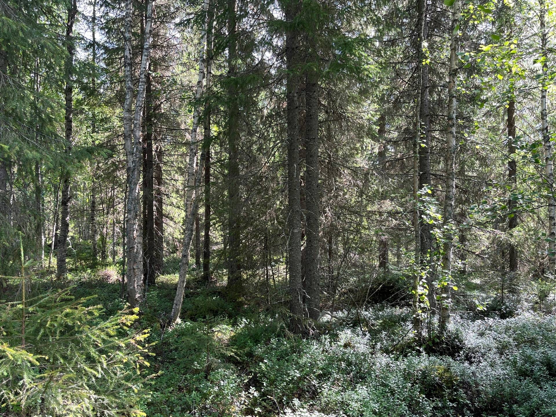 Gård/skog på Korpikylä Haparanda kommun - bild 13