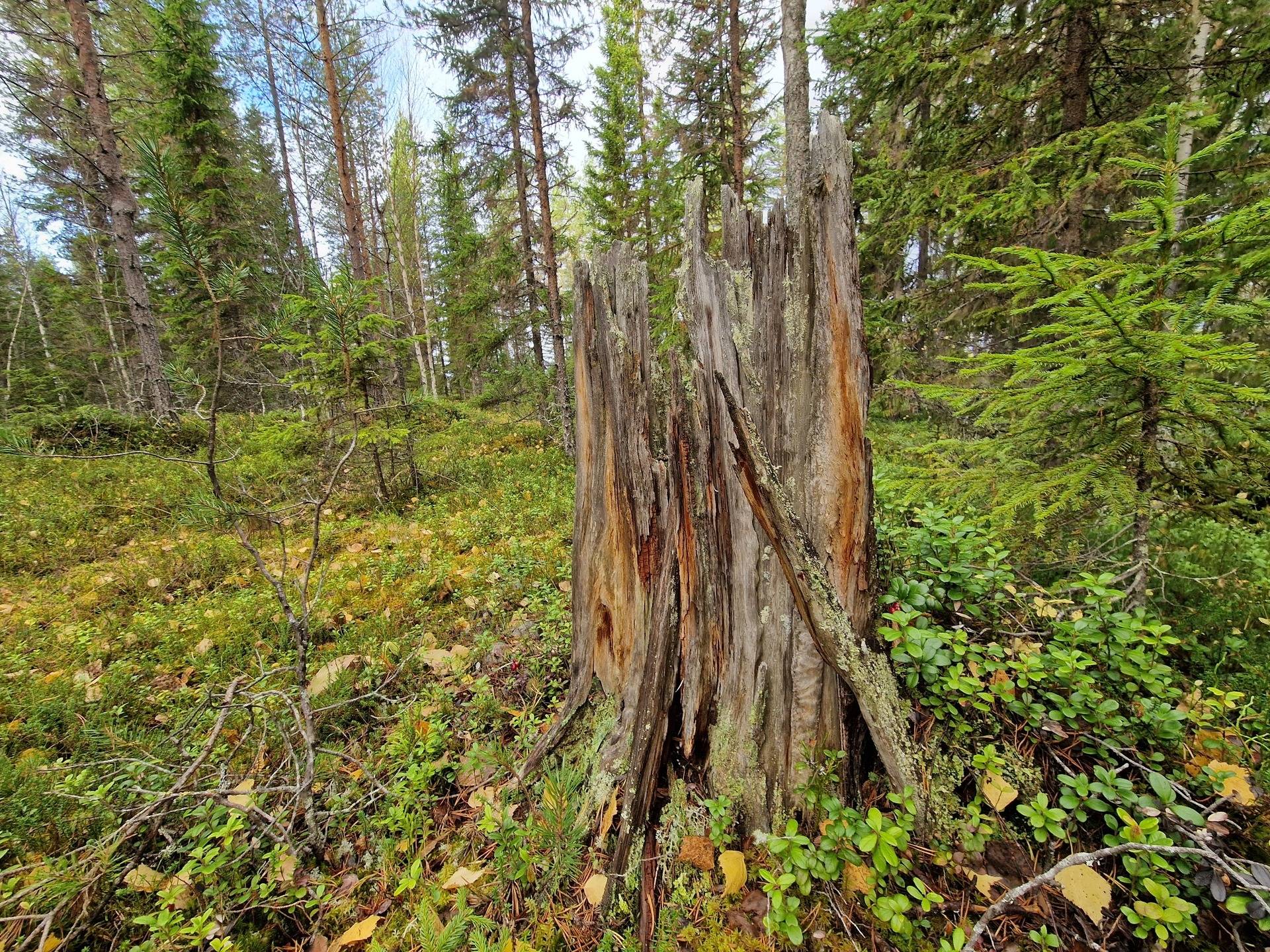 Gård med skogsbruk på KROKOM FÖLLINGE-NYLAND 1:37 Föllingebygden Krokoms kommun - bild 13