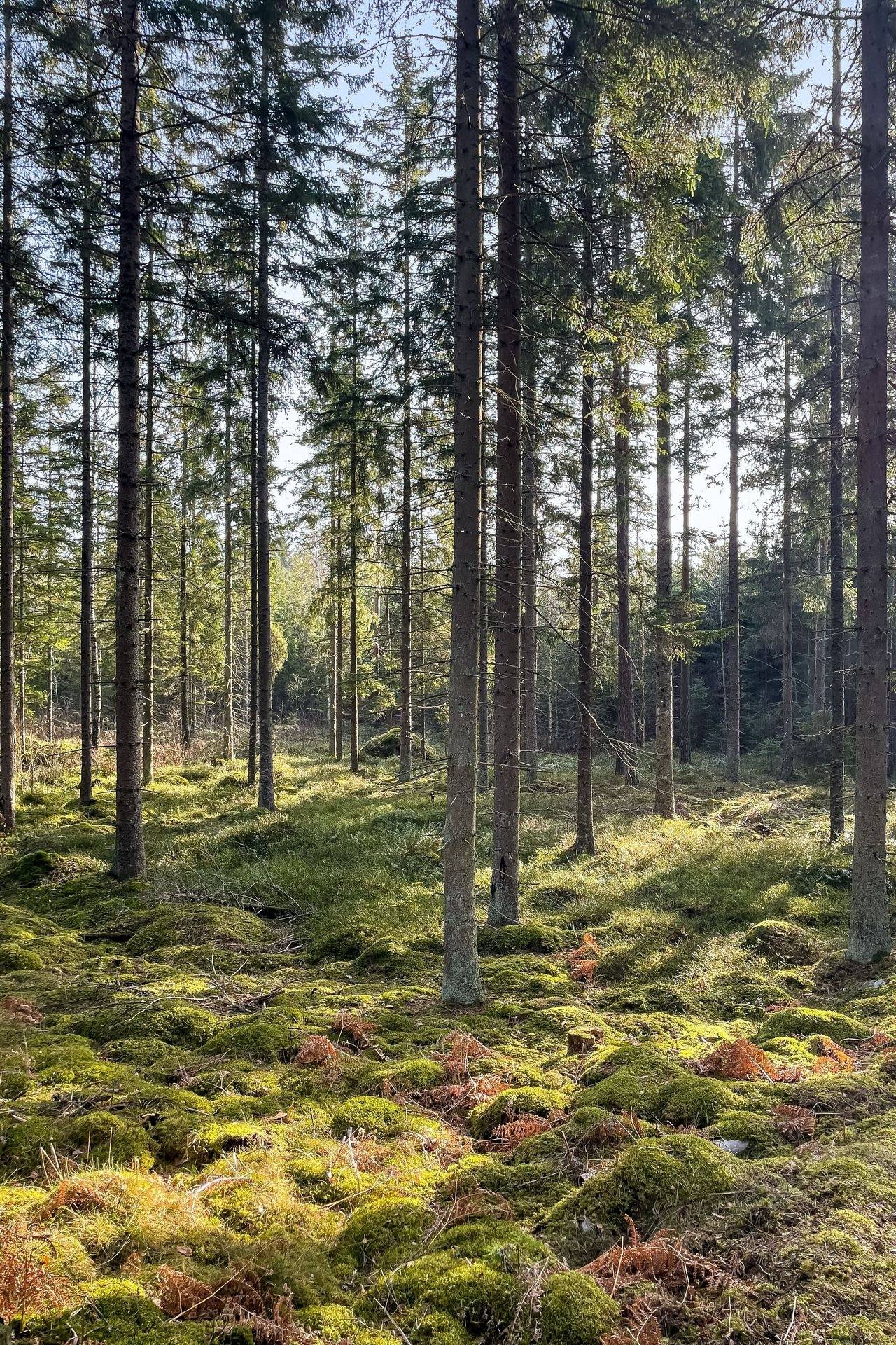 Gård/skog på Vashult 4463 Älmhults kommun - bild 52