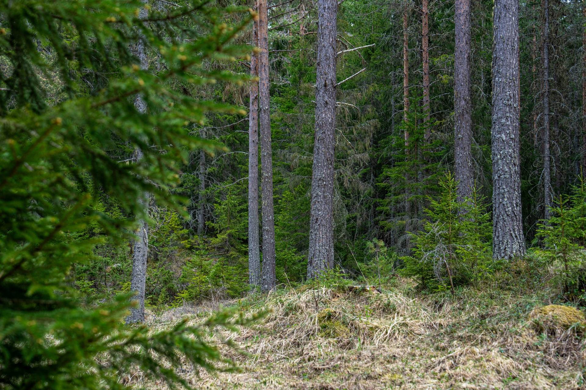 Gård/skog på Sinnberg Östersunds kommun - bild 9