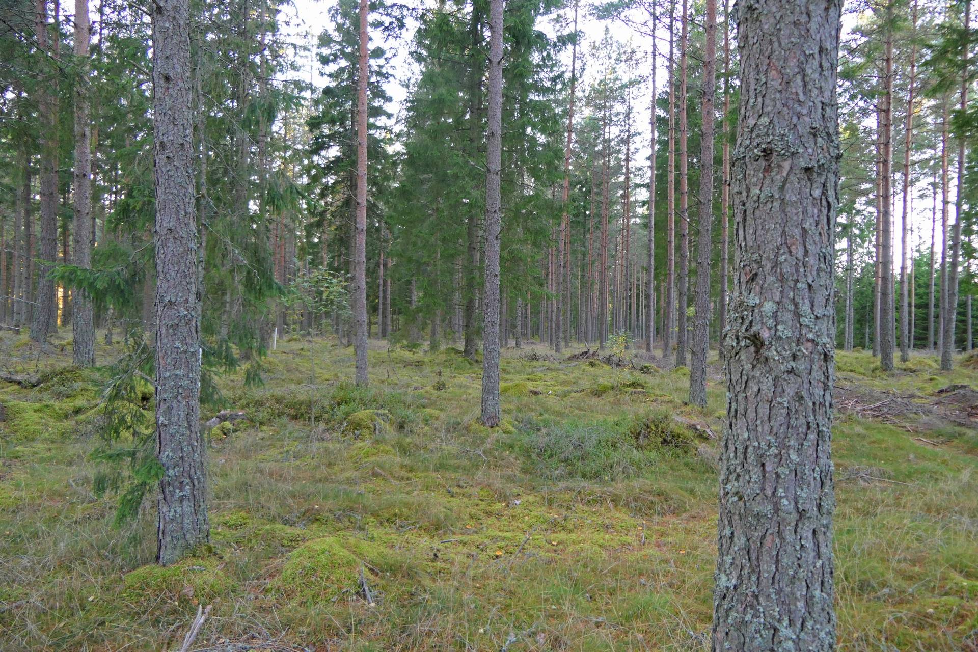 Gård/skog på Högalid Tranemo kommun - bild 5