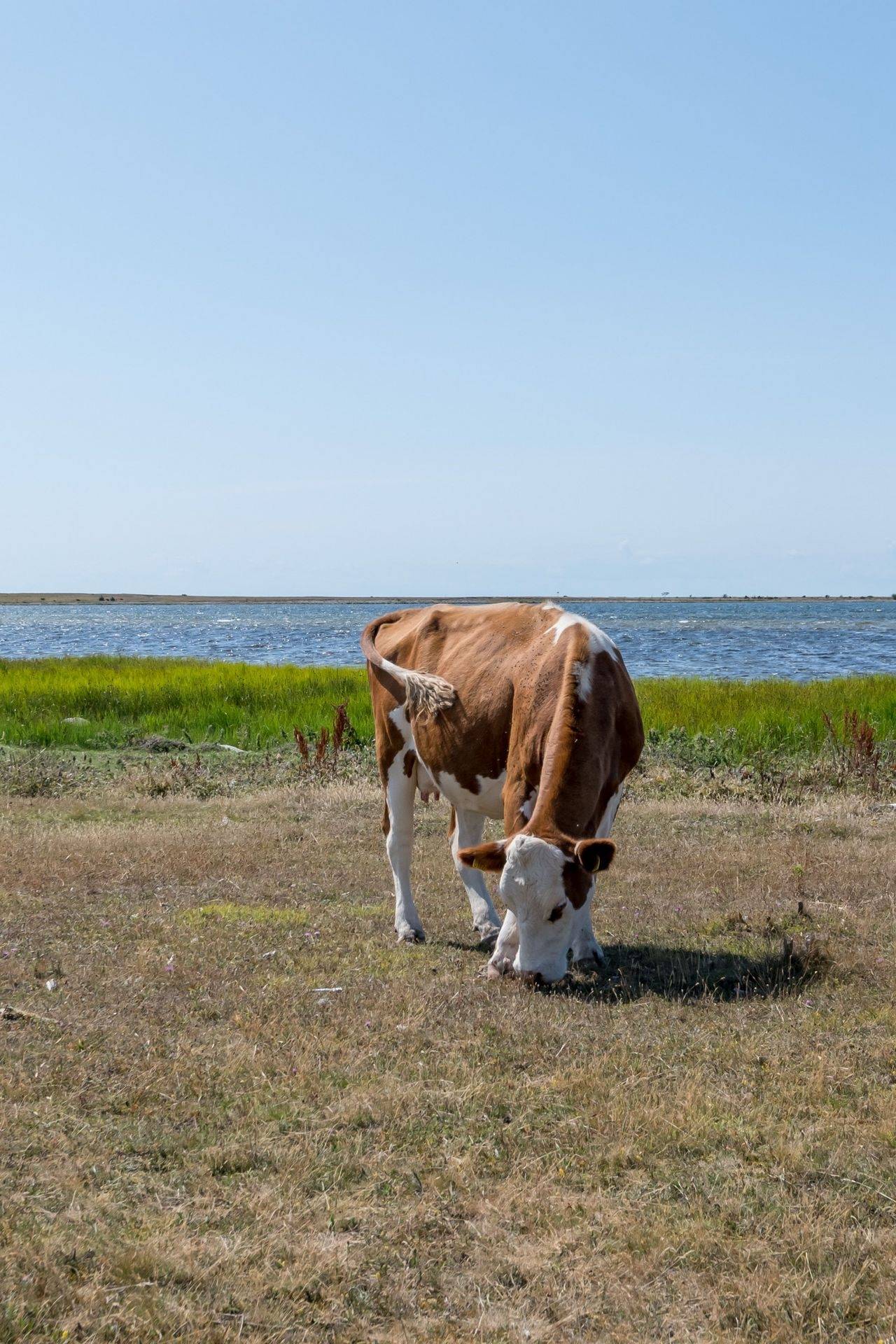 4 rum Vinterbonat fritidshus på Sanda Lilla Varbos 866 Sanda Gotlands kommun - bild 43