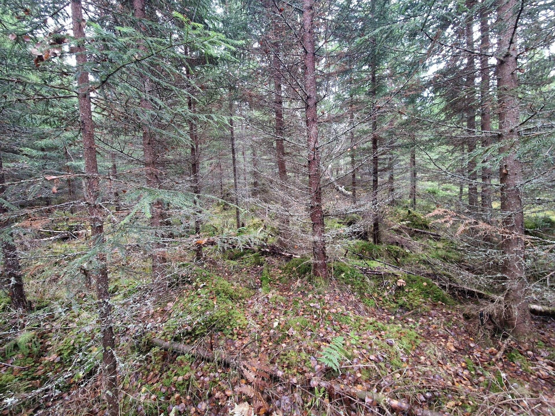 Gård med skogsbruk på BRÄCKE LUND 2:113 & 2:83 Sörbygden Bräcke kommun - bild 20