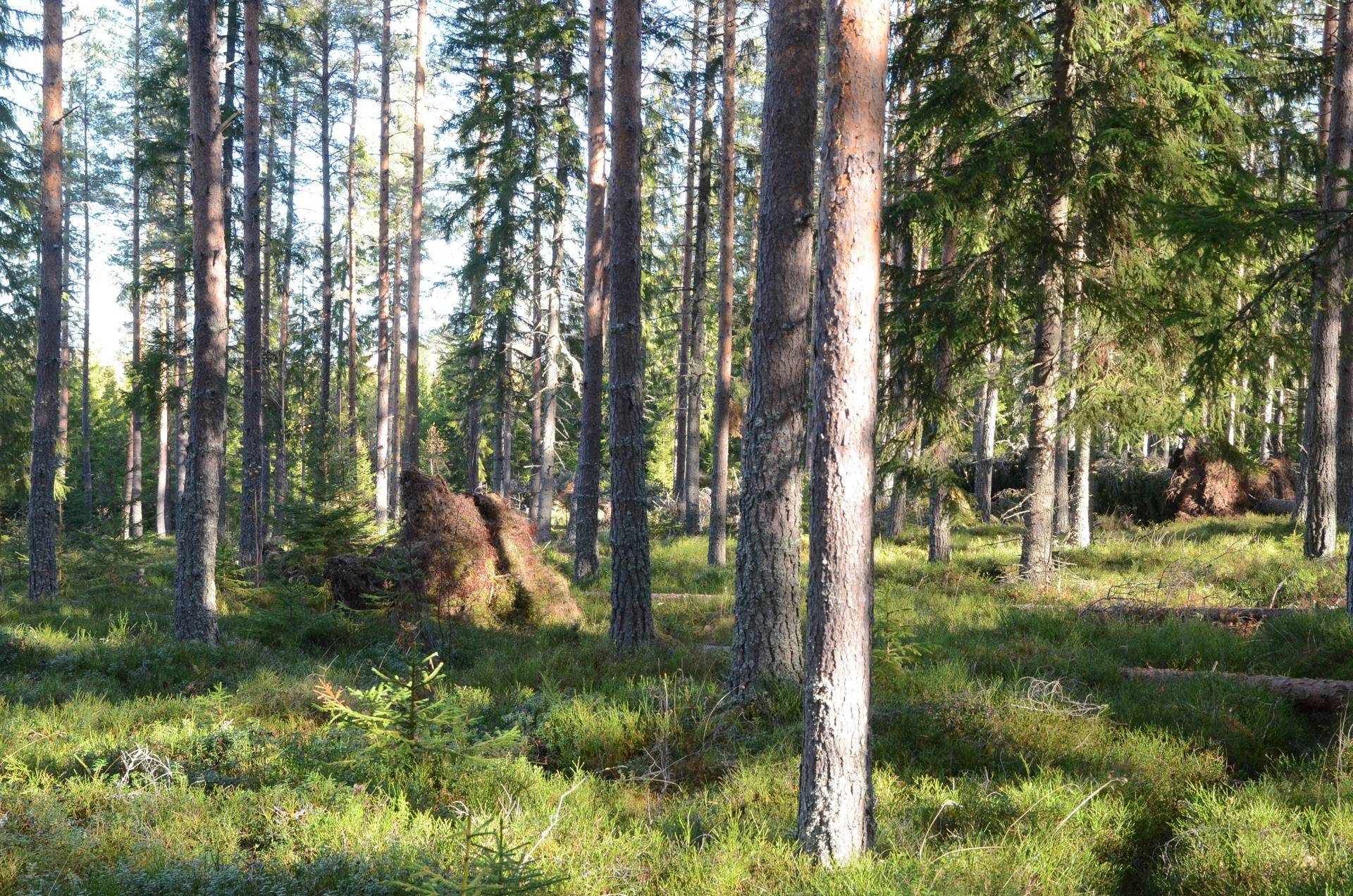 Gård med skogsbruk på Österfors Gagnefs kommun - bild 23