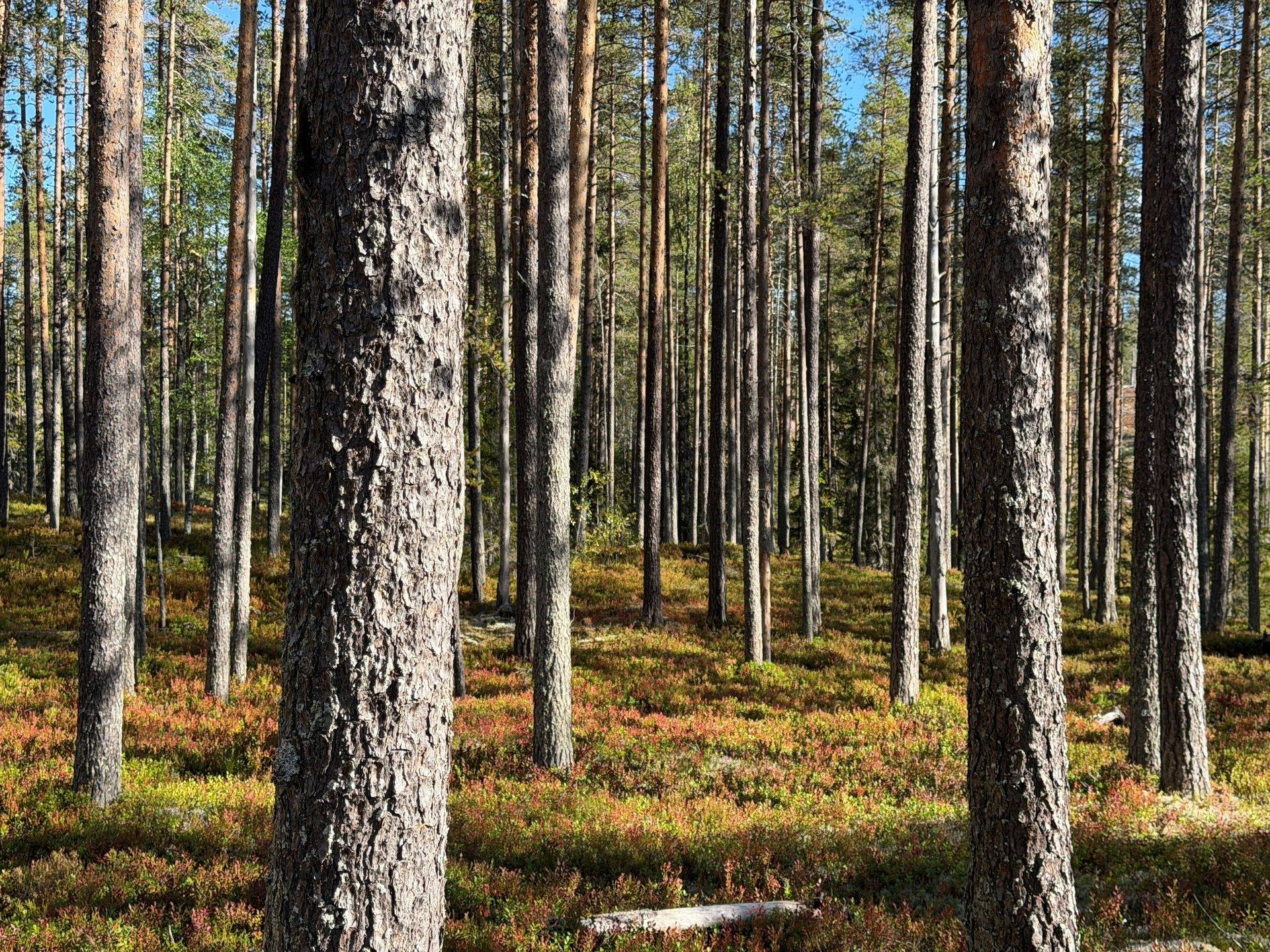 Gård/skog på Limbäck 89:3 Våmhus Mora kommun - bild 4