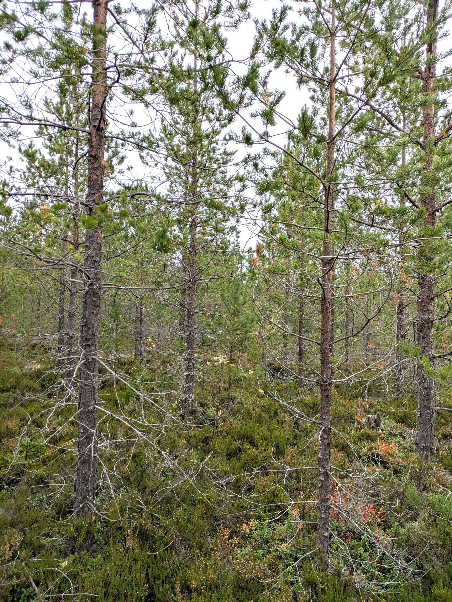 Gård/skog på Skogsfastighet Åckne 3:3 Gnarp Nordanstigs kommun - bild 2