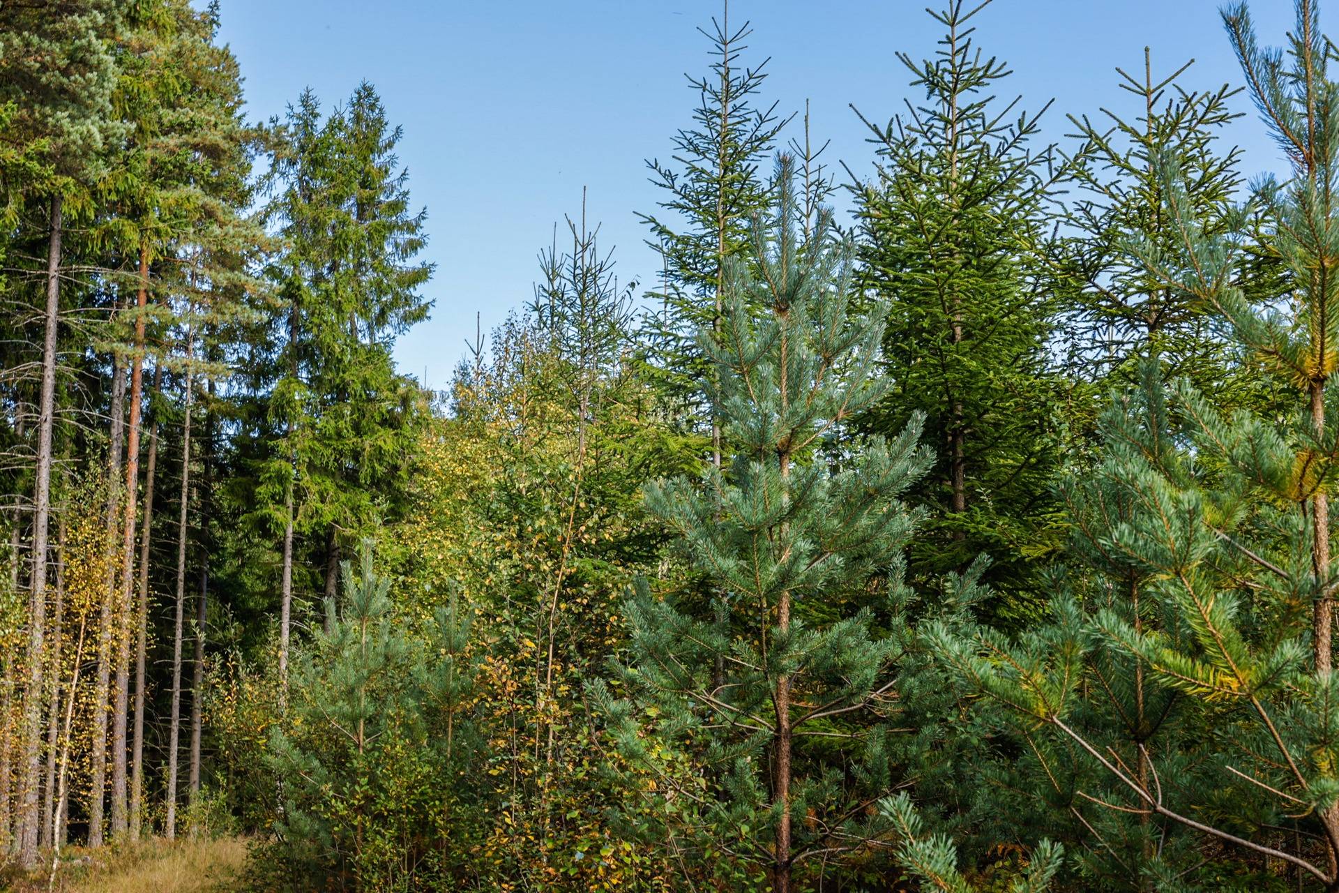 Gård/skog på SVENLJUNGA UGGLEBO 2:3 Örsås Svenljunga kommun - bild 15