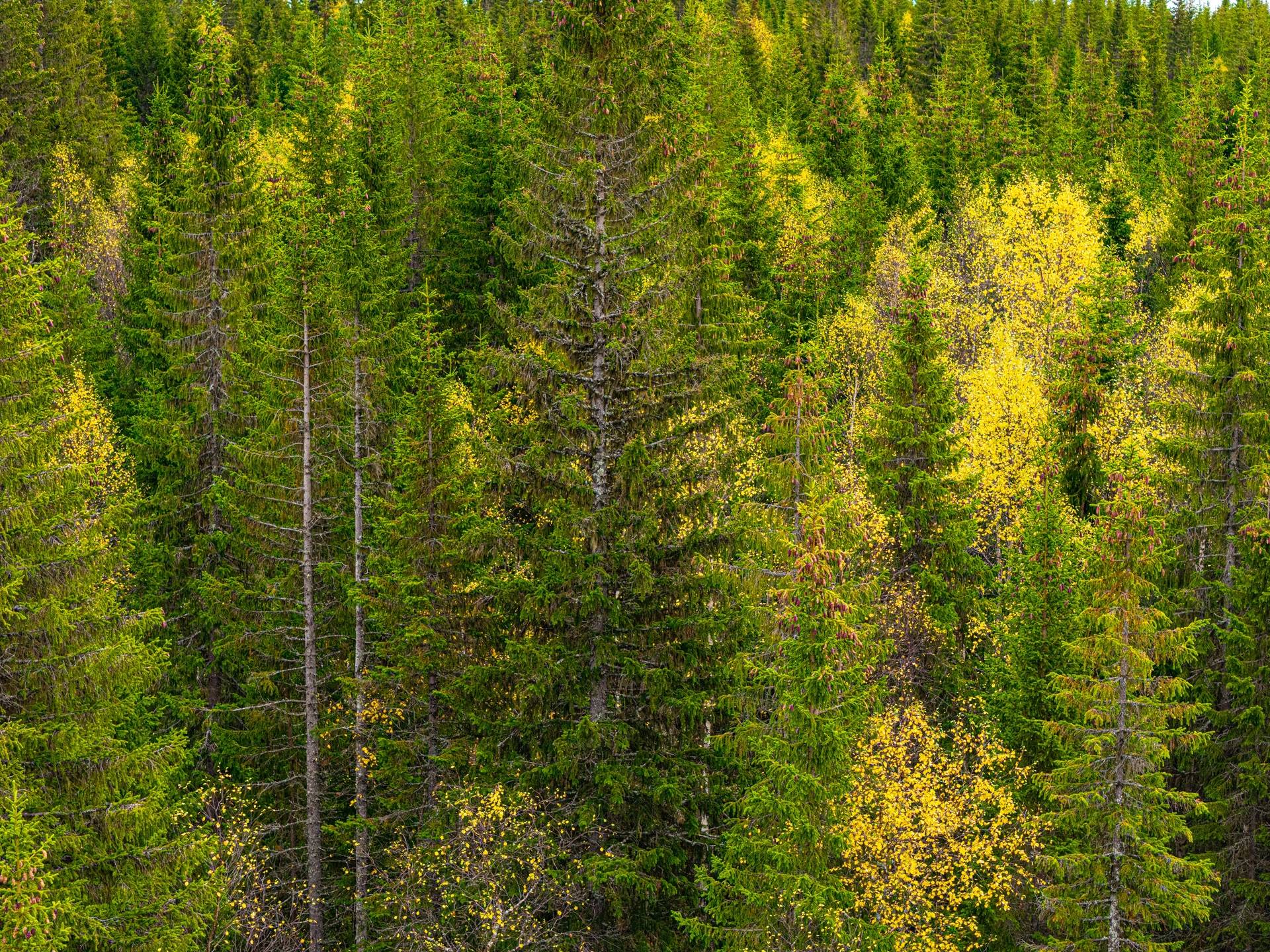 Gård/skog på Åberg Krokoms kommun - bild 9