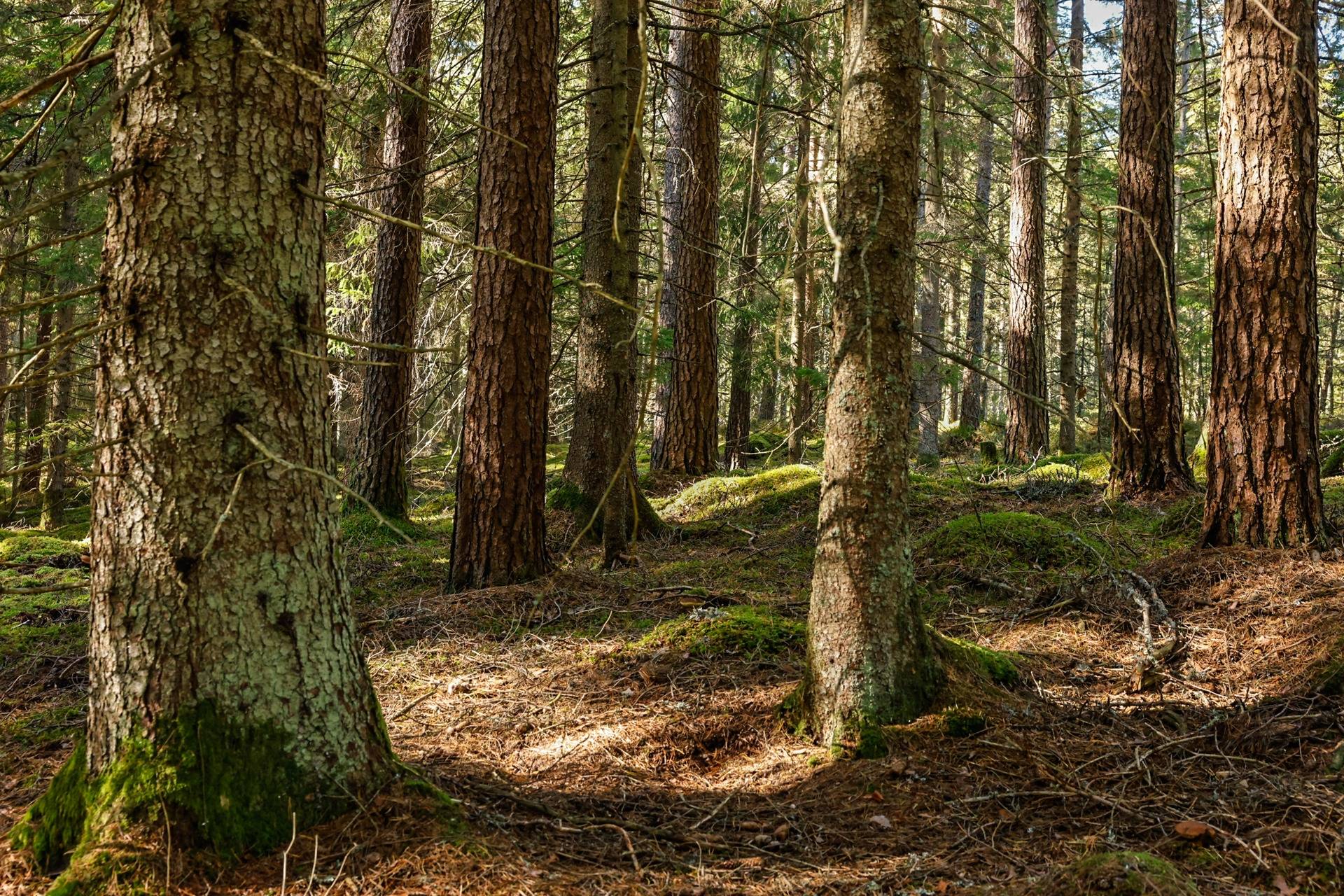 Gård/skog på SVENLJUNGA UGGLEBO 2:3 Örsås Svenljunga kommun - bild 19