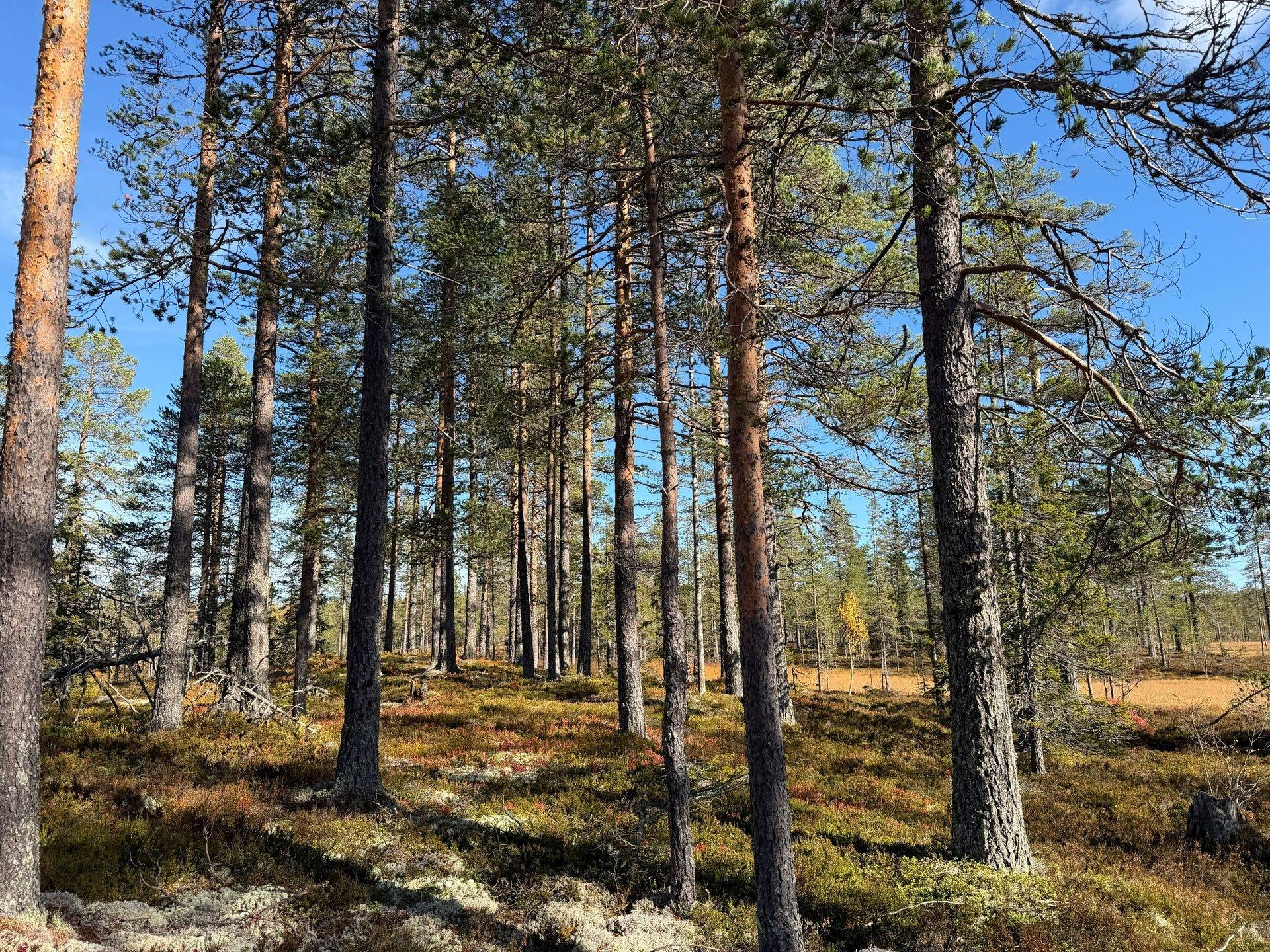 Gård/skog på Limbäck 103:2 Mora kommun - bild 3
