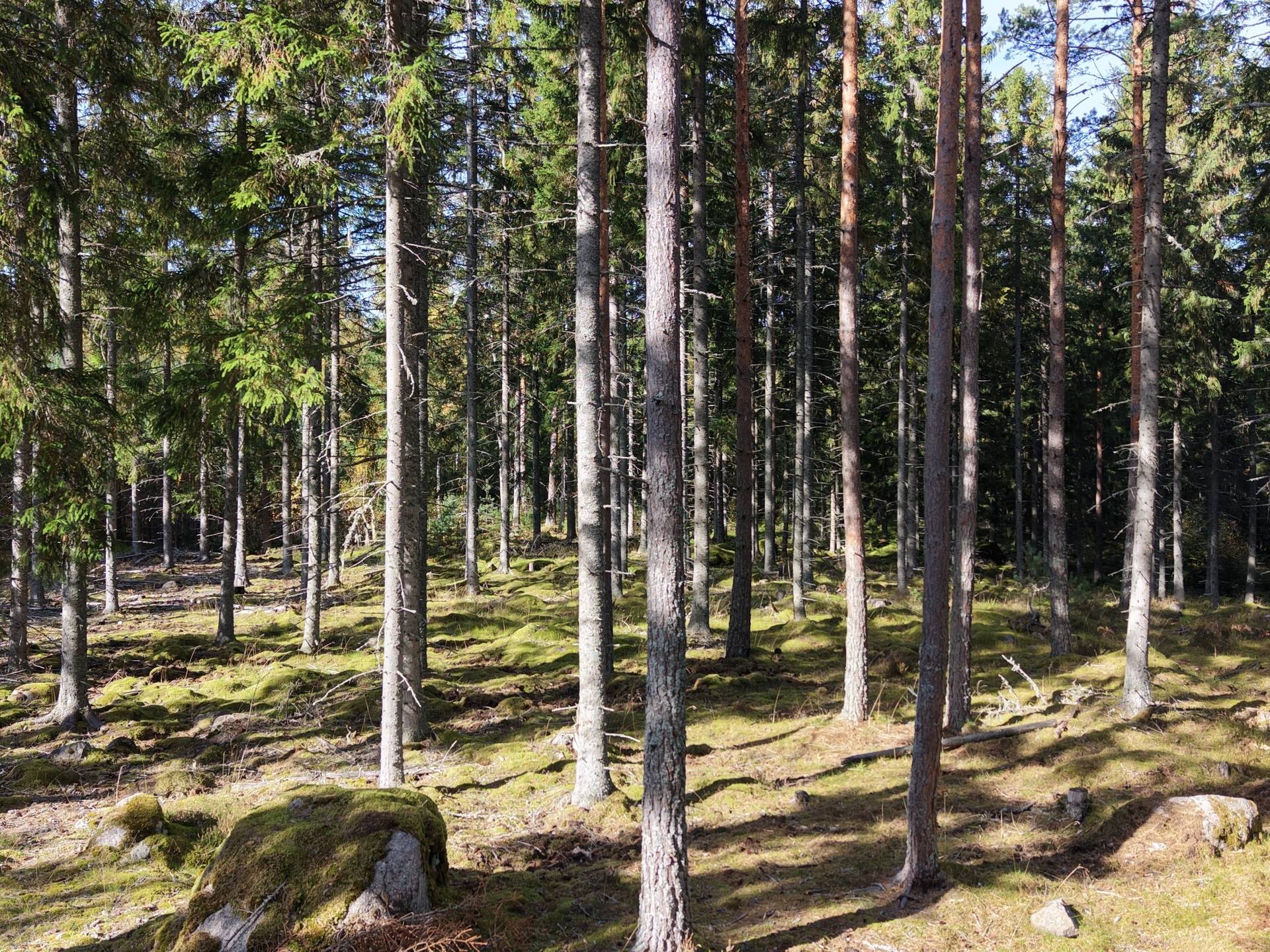 Gård med jordbruk på Vallingedal Nedergård Vallingedal Kinda kommun - bild 33
