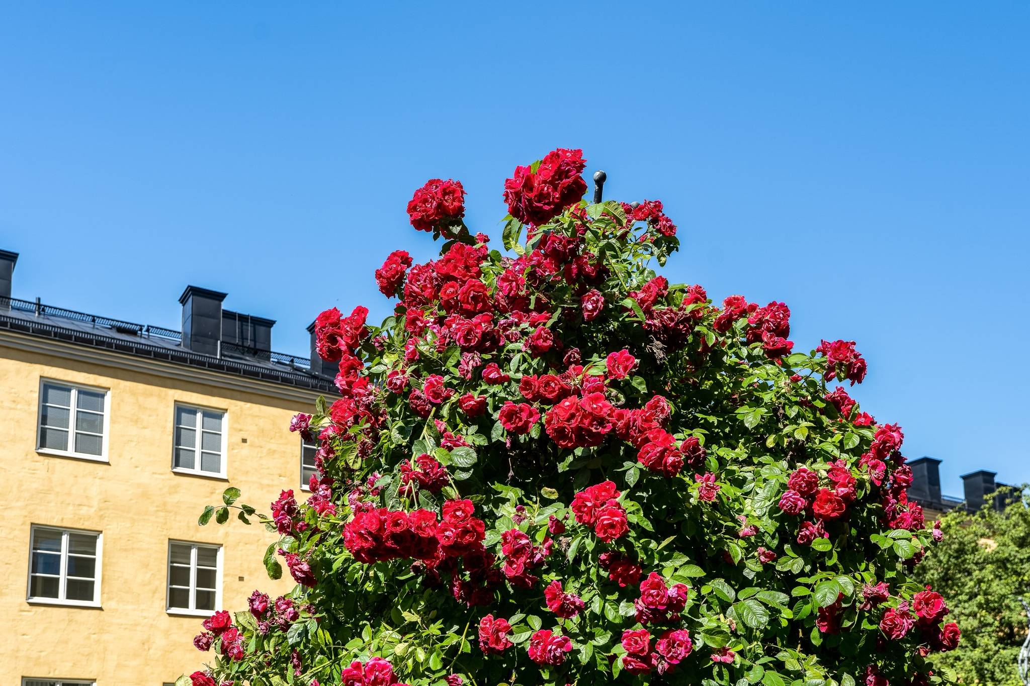 1 rum Lägenhet på Birger Jarlsgatan 104A Östermalm / Vasastan Stockholms kommun - bild 17