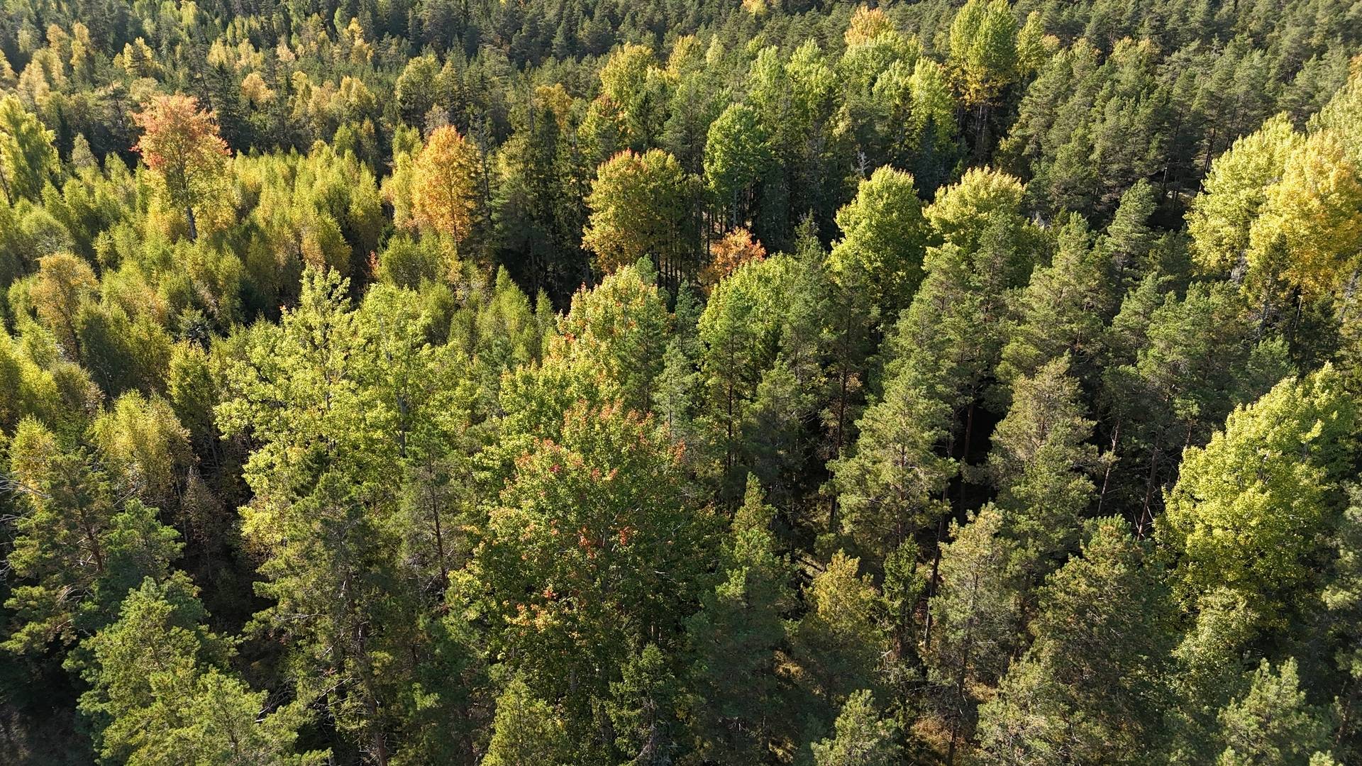 Gård/skog på Vamsta, intill naturreservatet Östhammars kommun - bild 8