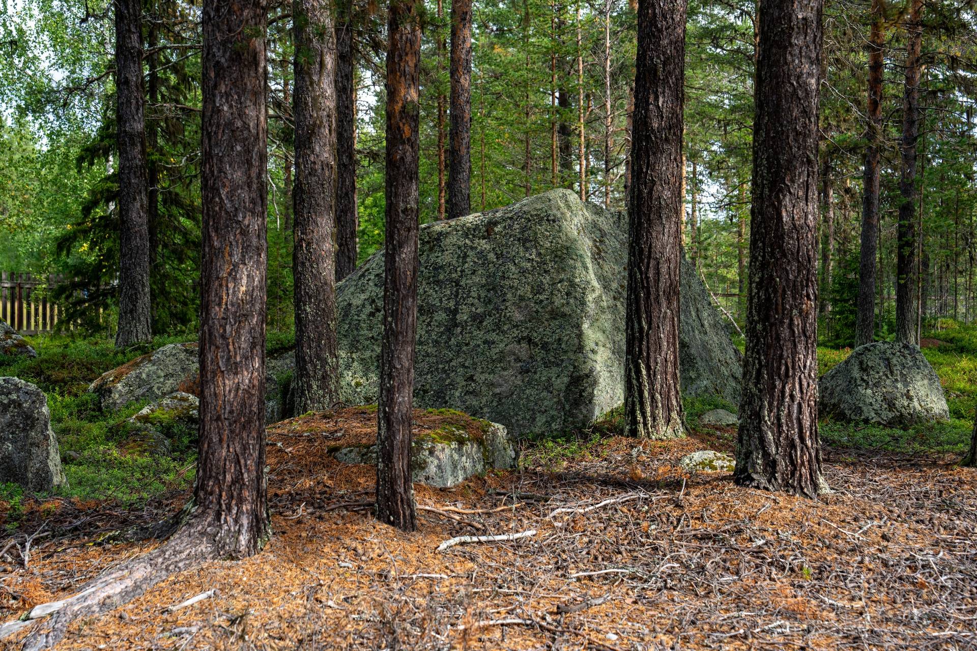 Gård/skog på Talludden - Sandsele 2:59 Sorsele kommun - bild 18