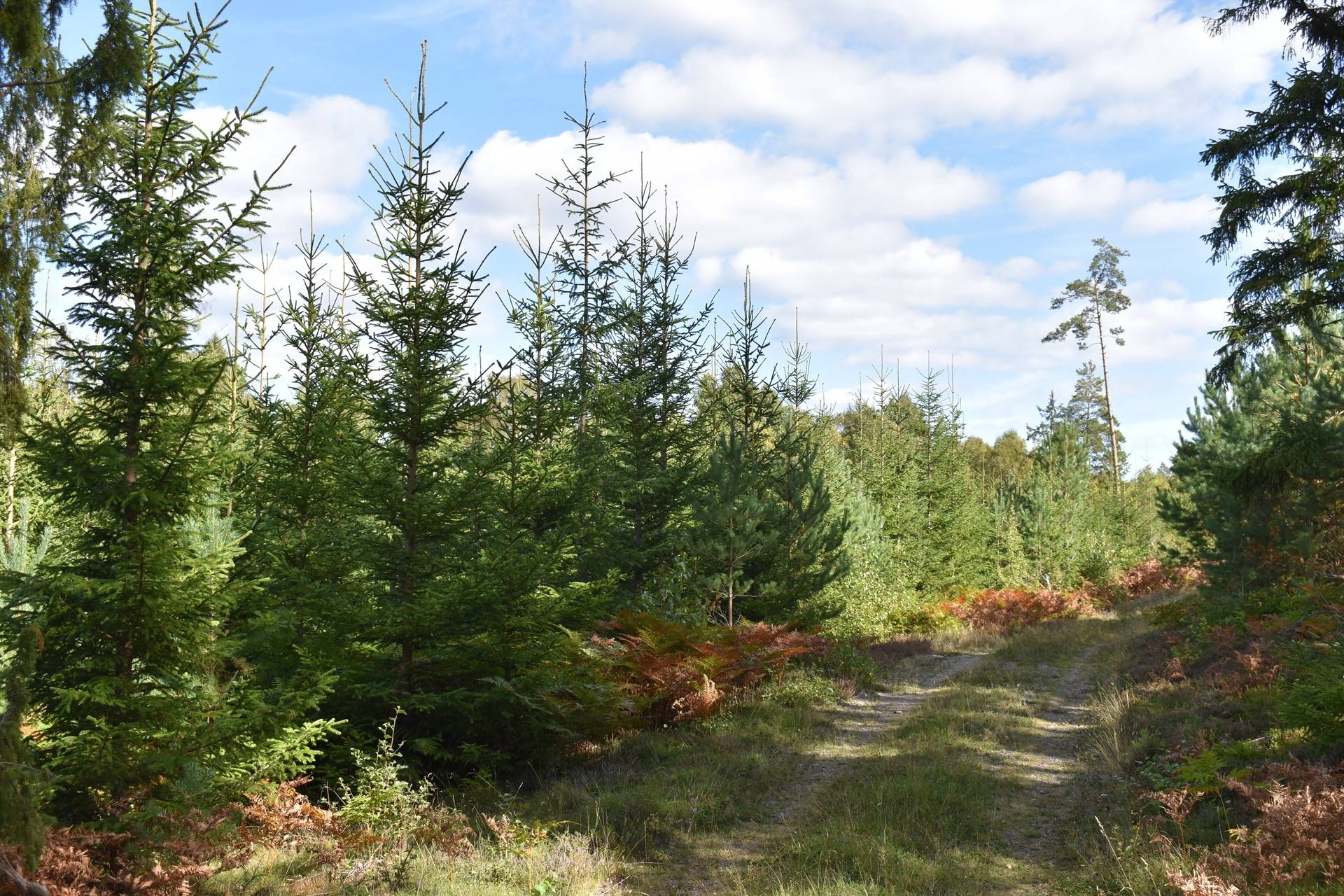 Gård med skogsbruk på Gårdsryd 1:2, 3:2 Gårdsryd Nybro kommun - bild 5