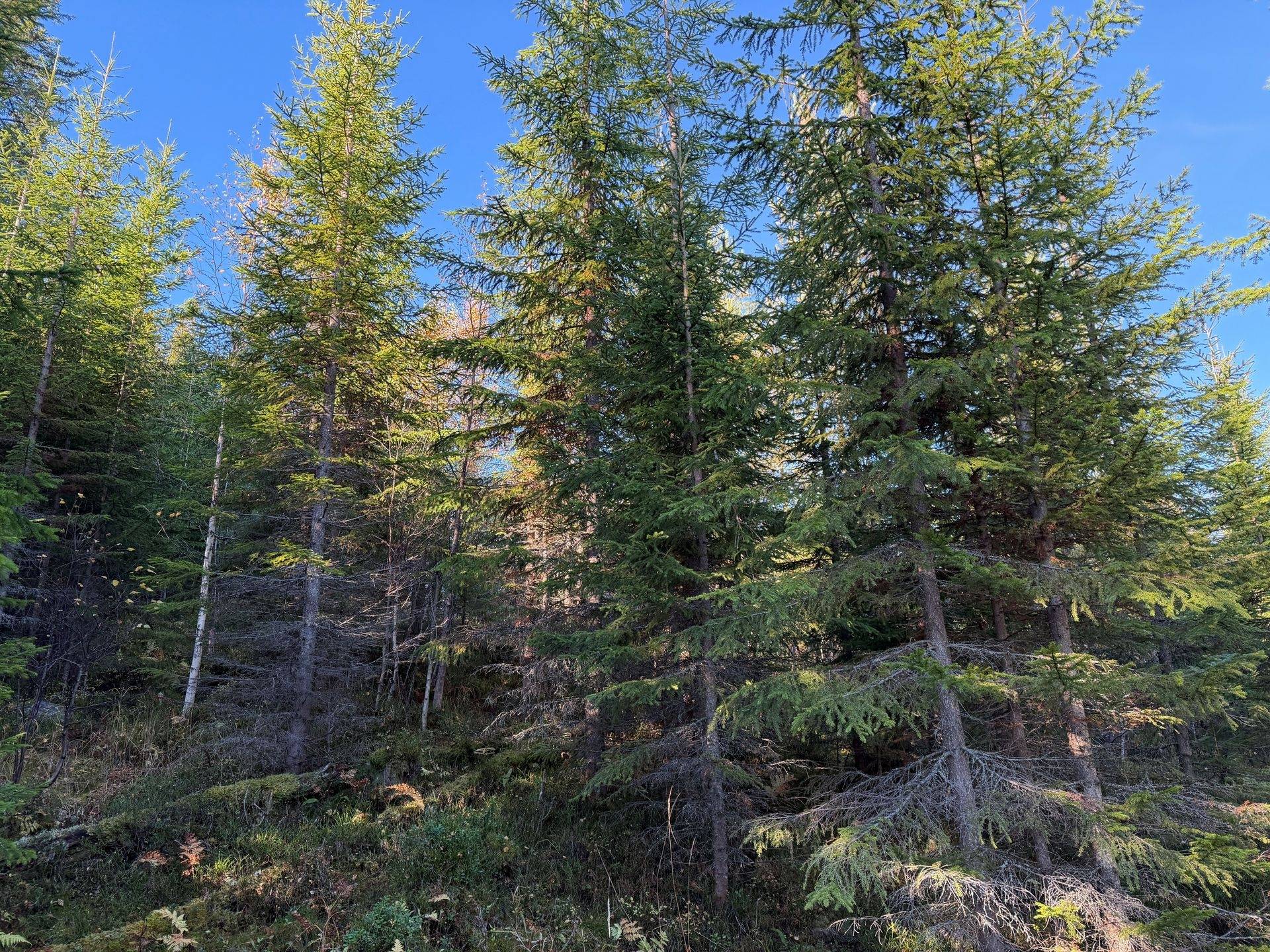 Gård/skog på Hansjö 8:5 Orsa kommun - bild 21