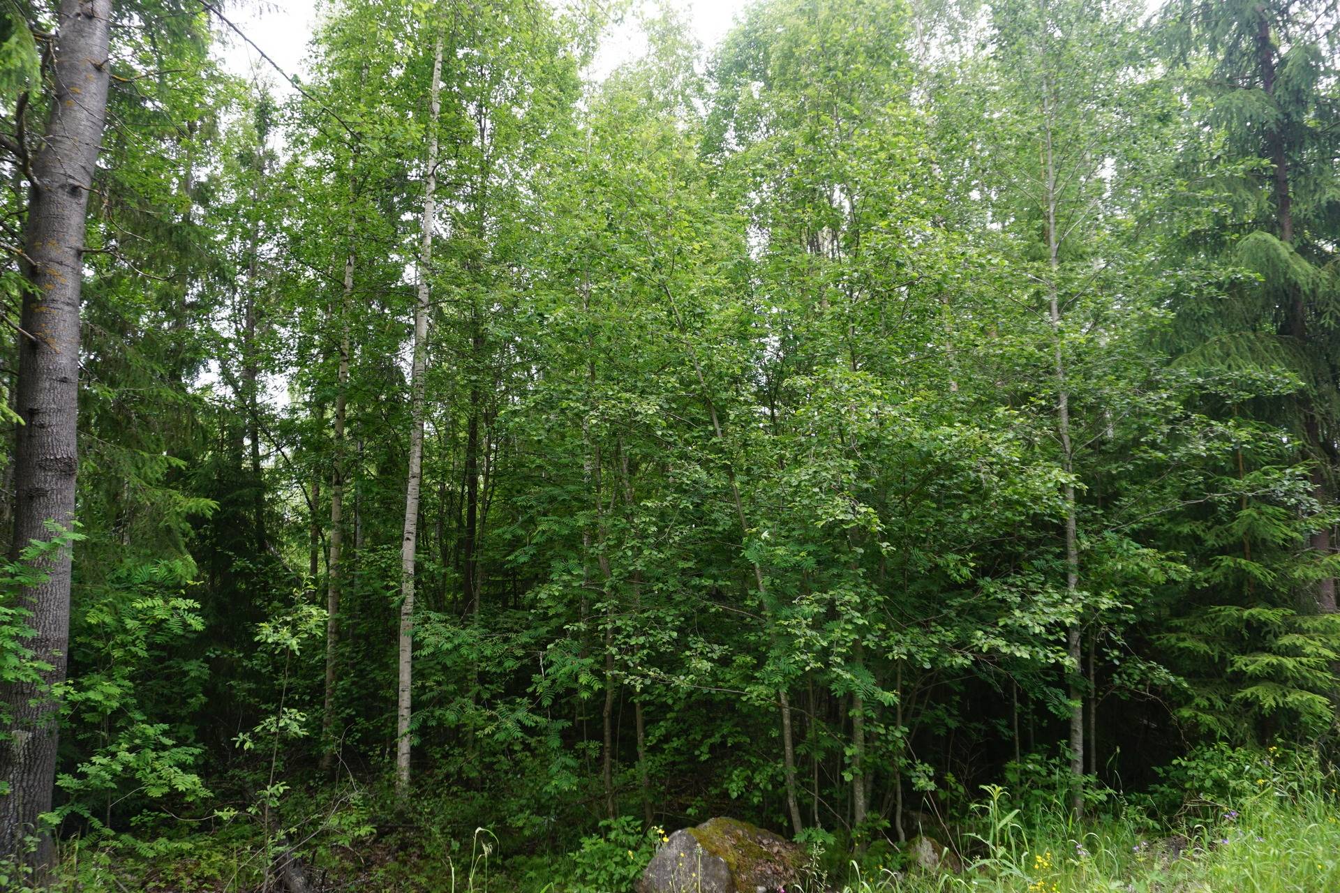 Tomt Sörsidan Ånge kommun - bild 3