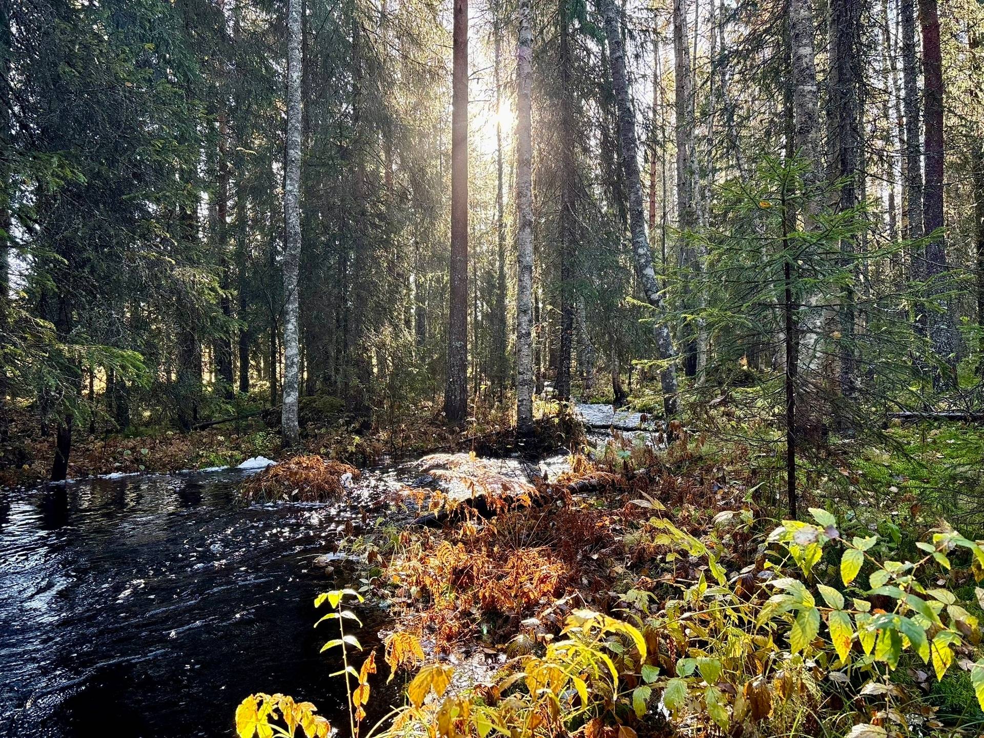 gård/skog på Holmträsk 40 Solberg, Örnsköldsviks kommun - bild 3