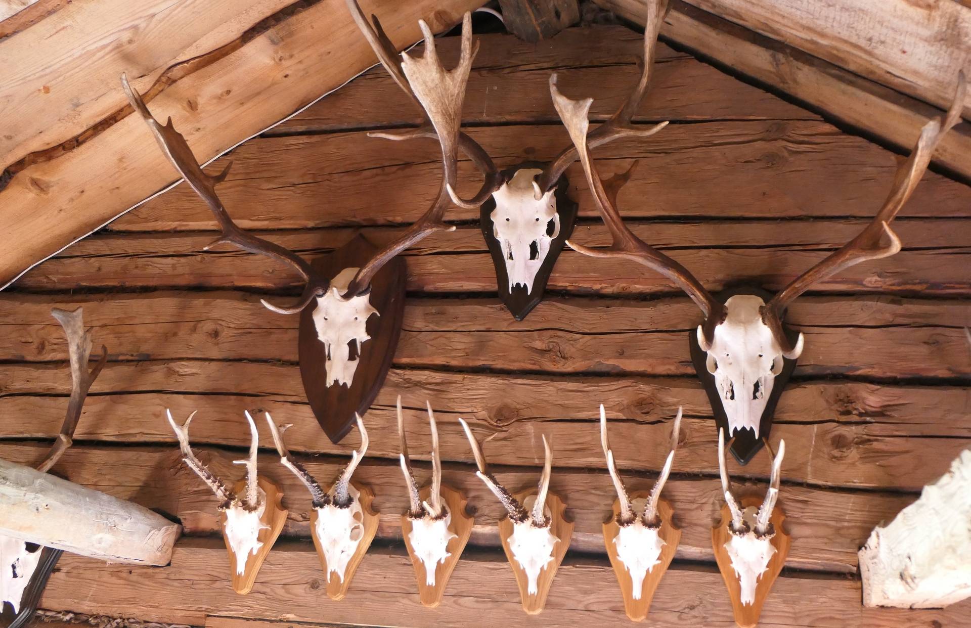 Gård med skogsbruk på Attlered Lilla Edets kommun - bild 14