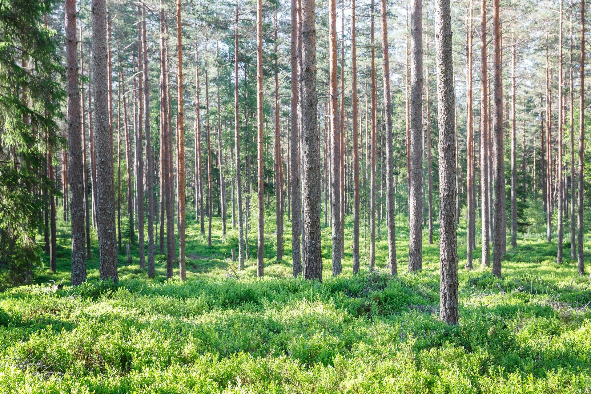 Gård med skogsbruk på Starrike Vaggeryds kommun - bild 11