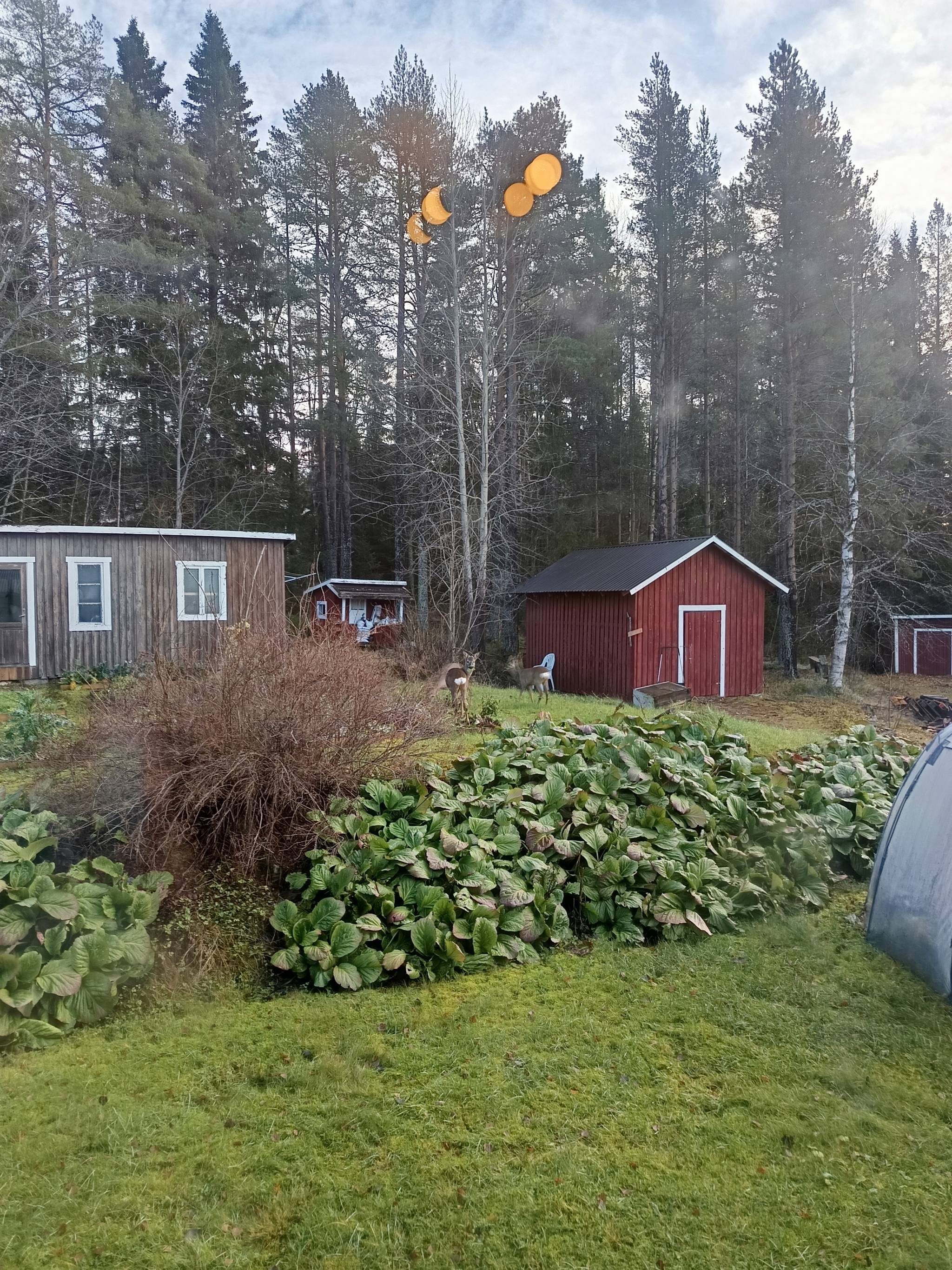 6 rum Gård/skog på Västra Ormsjö 216 Västra Ormsjö Dorotea kommun - bild 4