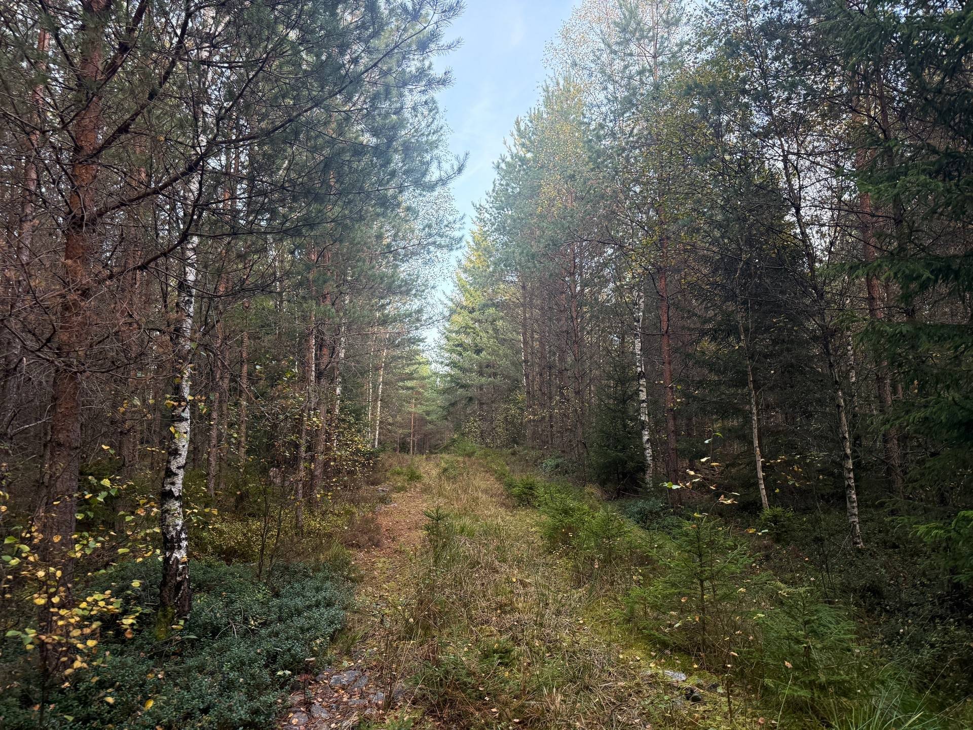 Gård med skogsbruk på Tranemo Ljungsarp 5:11 Ljungsarp Tranemo kommun - bild 7