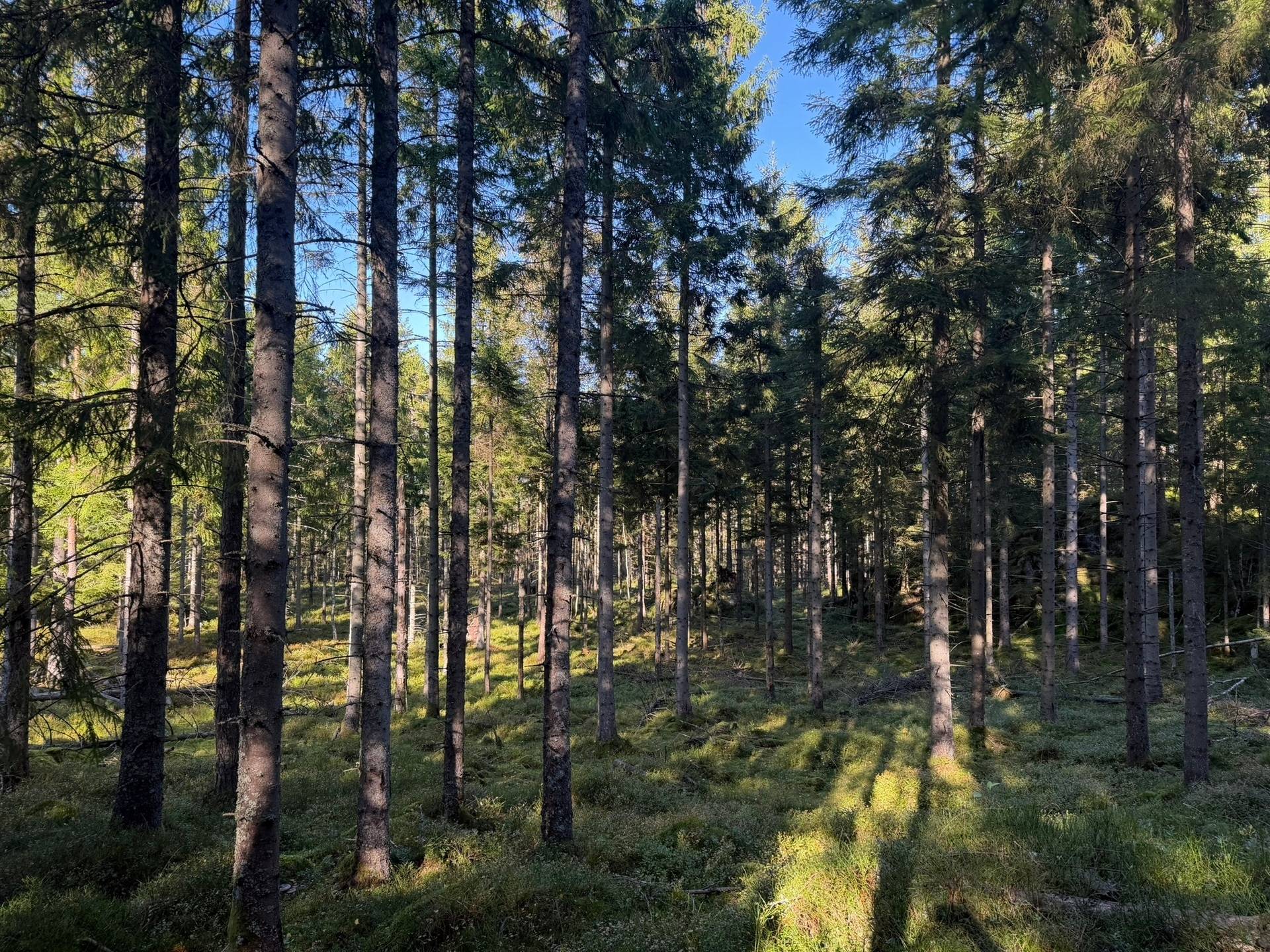 Gård/skog på Skogsfastighet i Hogstorp Hogstorp Uddevalla kommun - bild 10