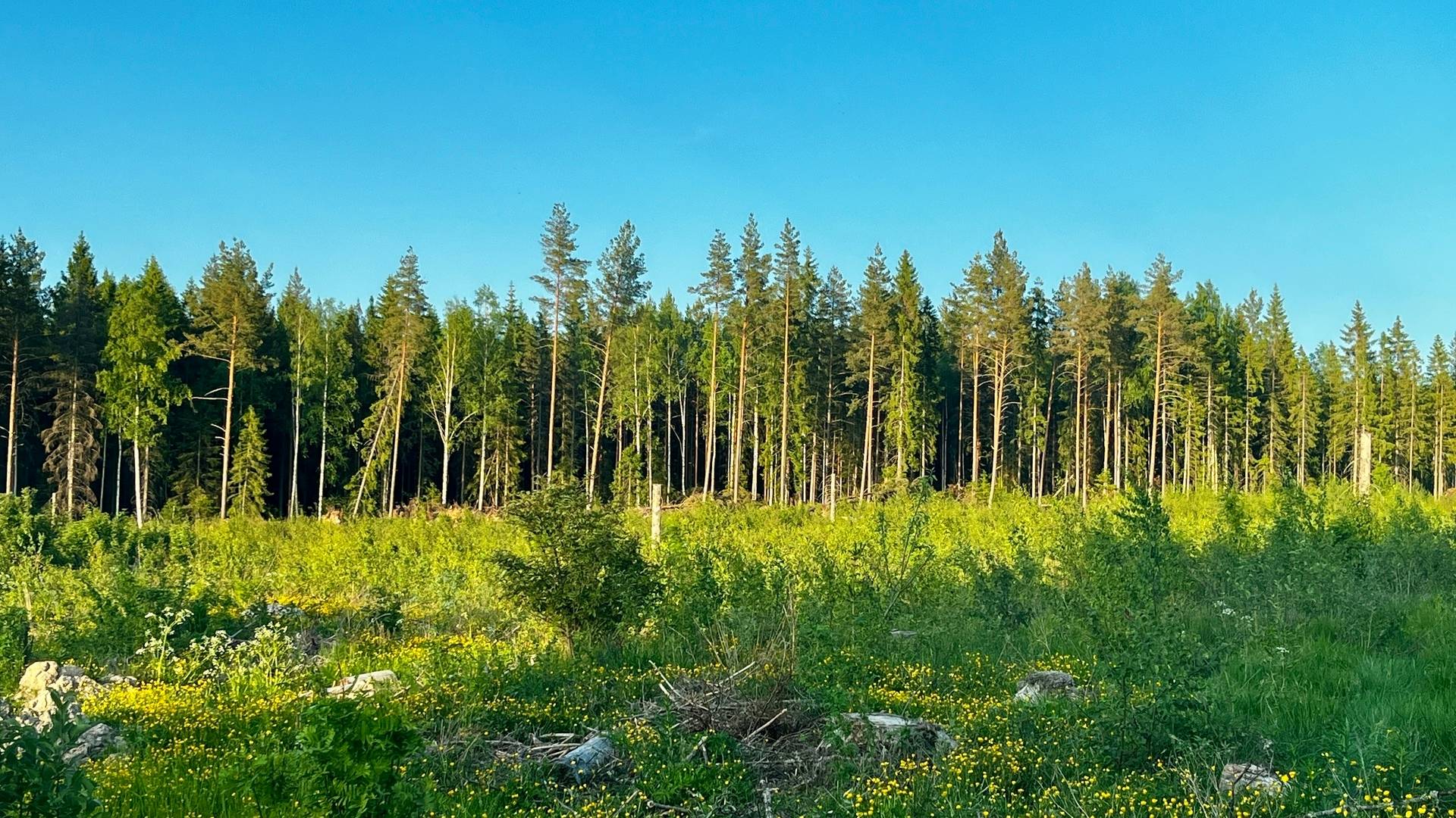 Gård utan jordbruk på Långsbyn Bergsveden 465 Bergsveden Hedemora kommun - bild 23