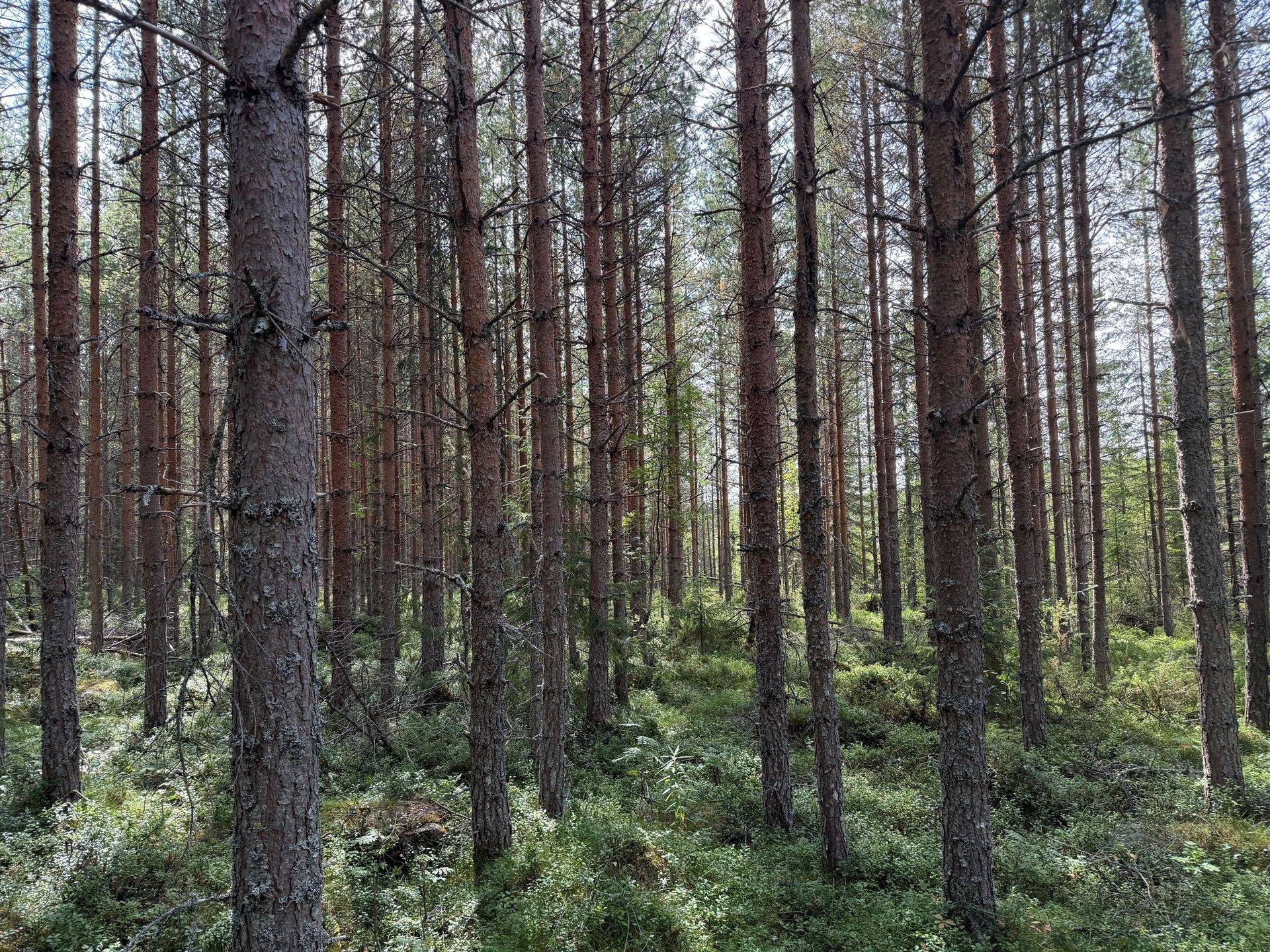 Gård/skog på Mobyarna 36:8 Malung-Sälens kommun - bild 7