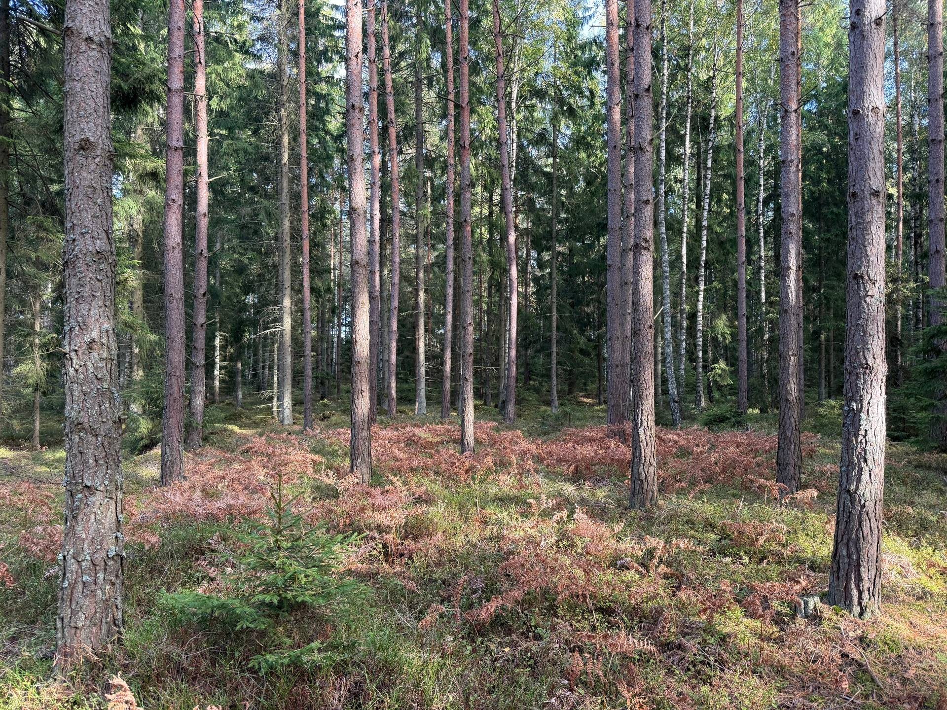 Gård med skogsbruk på Pilagården Lidköpings kommun - bild 3