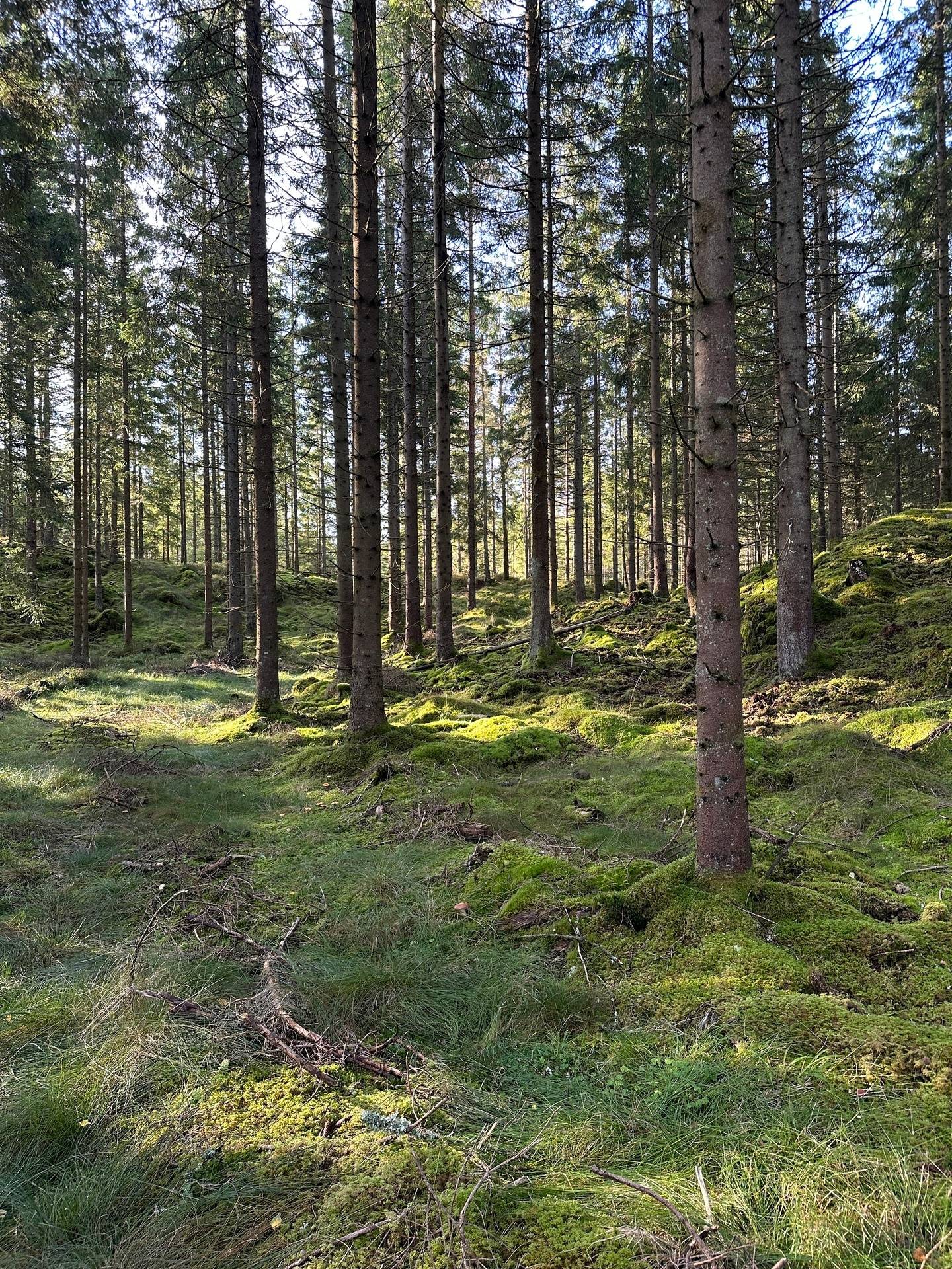 Gård med skogsbruk på MARK ANABÄCKSHULT 2:14 Anabäckshult Marks kommun - bild 45