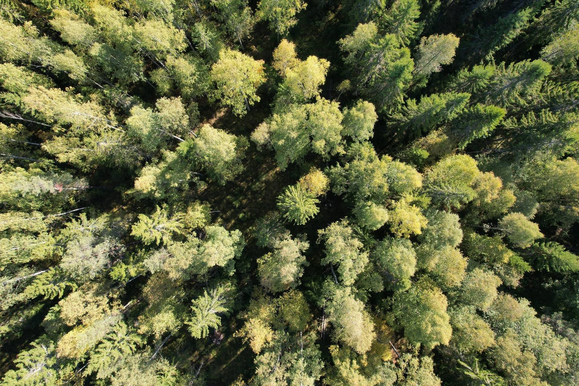Gård med skogsbruk på Landtjärn Sandvikens kommun - bild 11