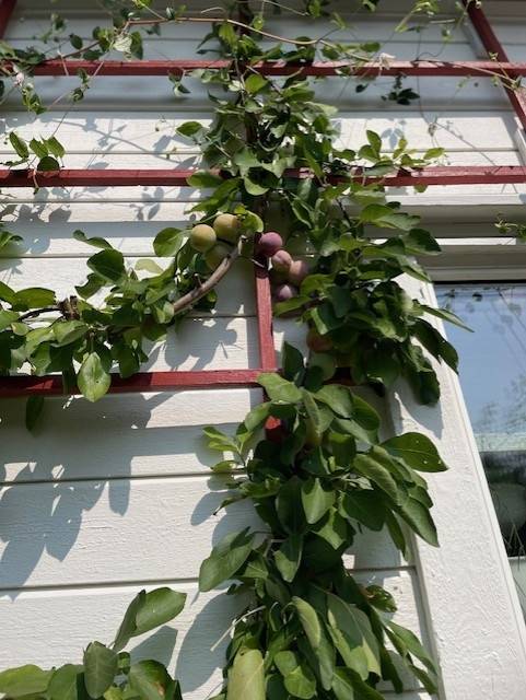 3 rum Villa på Åvägen 9 Vagnhärad Trosa kommun - bild 53