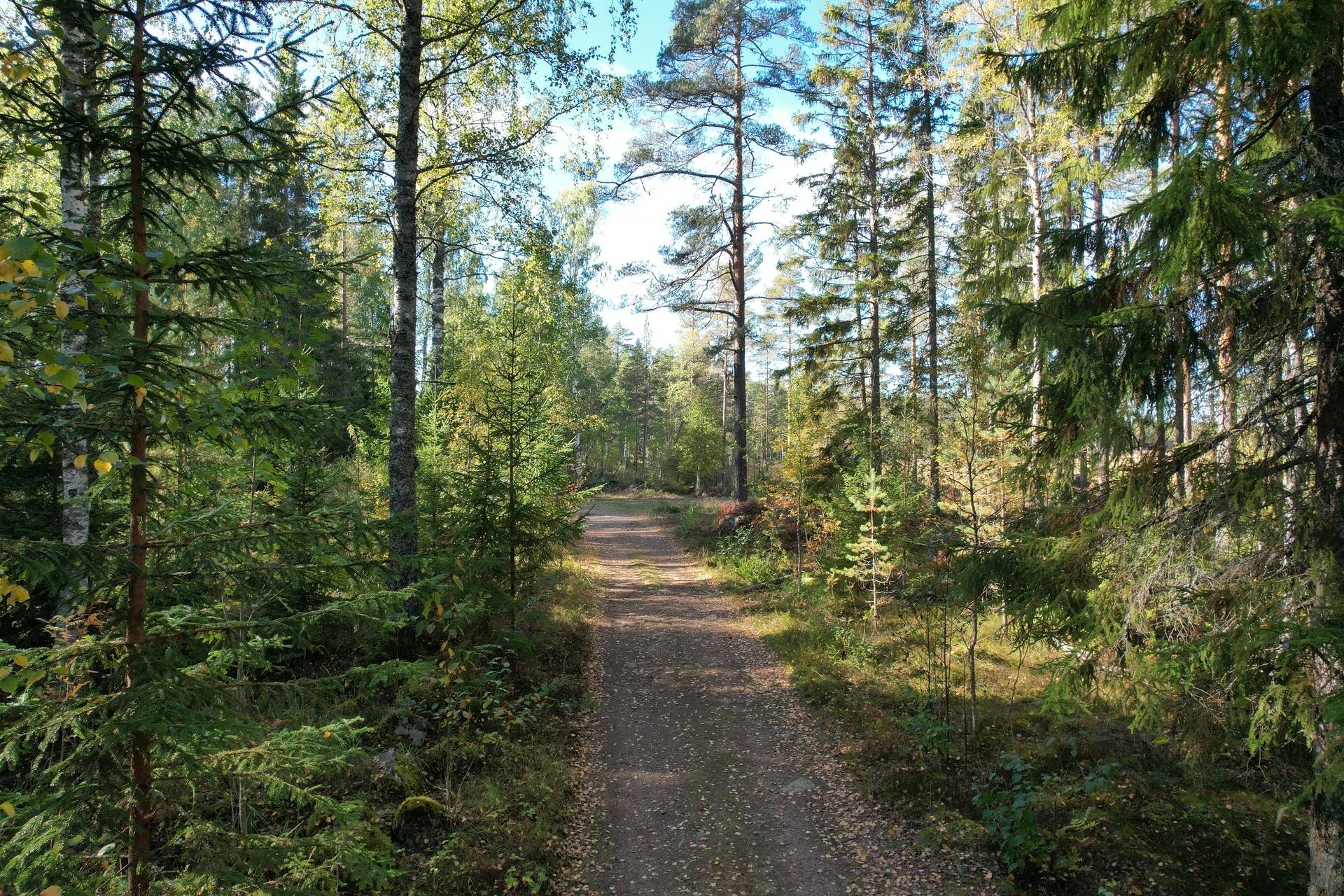 Gård med skogsbruk på Landtjärn Sandvikens kommun - bild 21