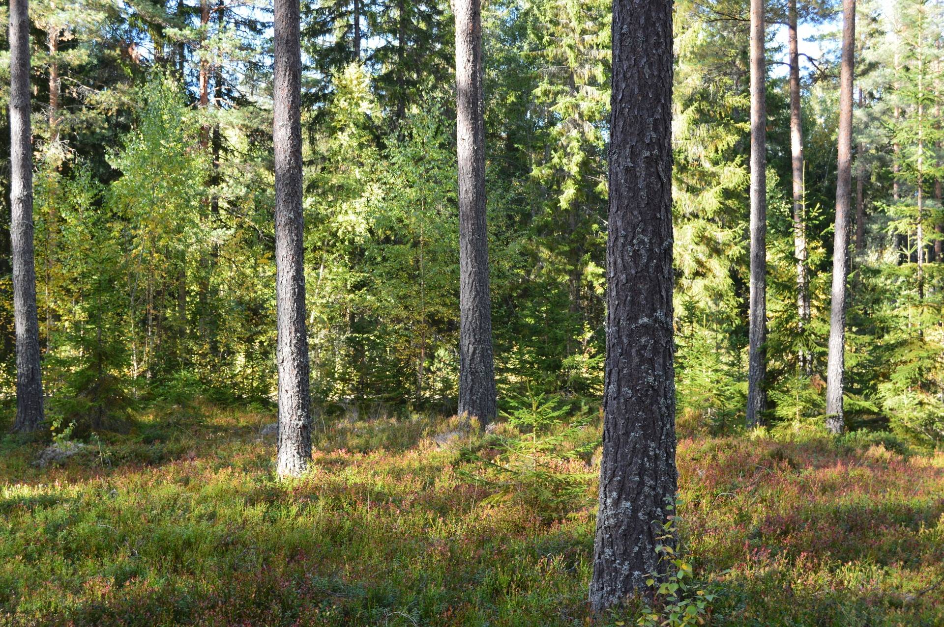 Gård med jordbruk på Sömskars skogen Sandvikens kommun - bild 6
