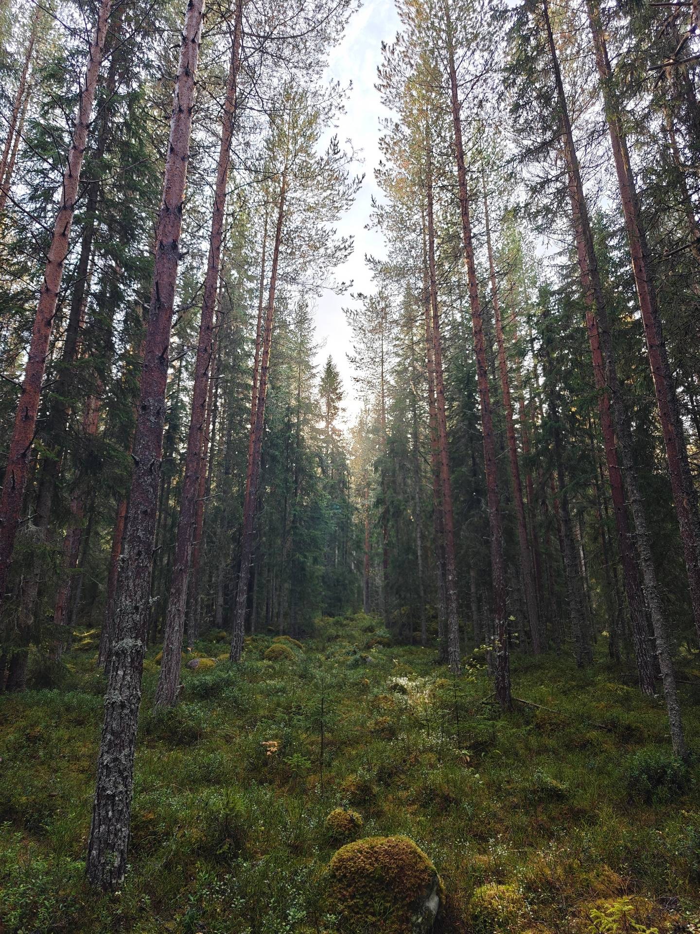 Gård/skog på RAGUNDA RAGUNDA-BÖLE 2:107 Ragunda kommun - bild 8