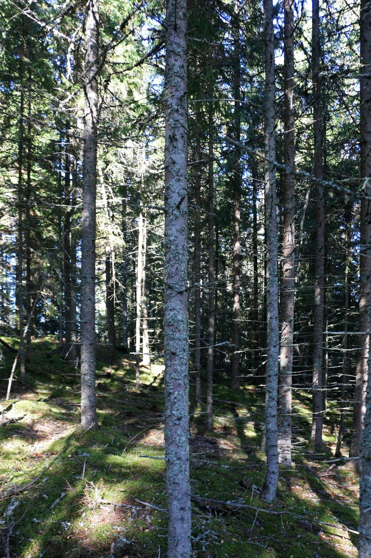 Gård med jordbruk på Älmekulla Ydre kommun - bild 15