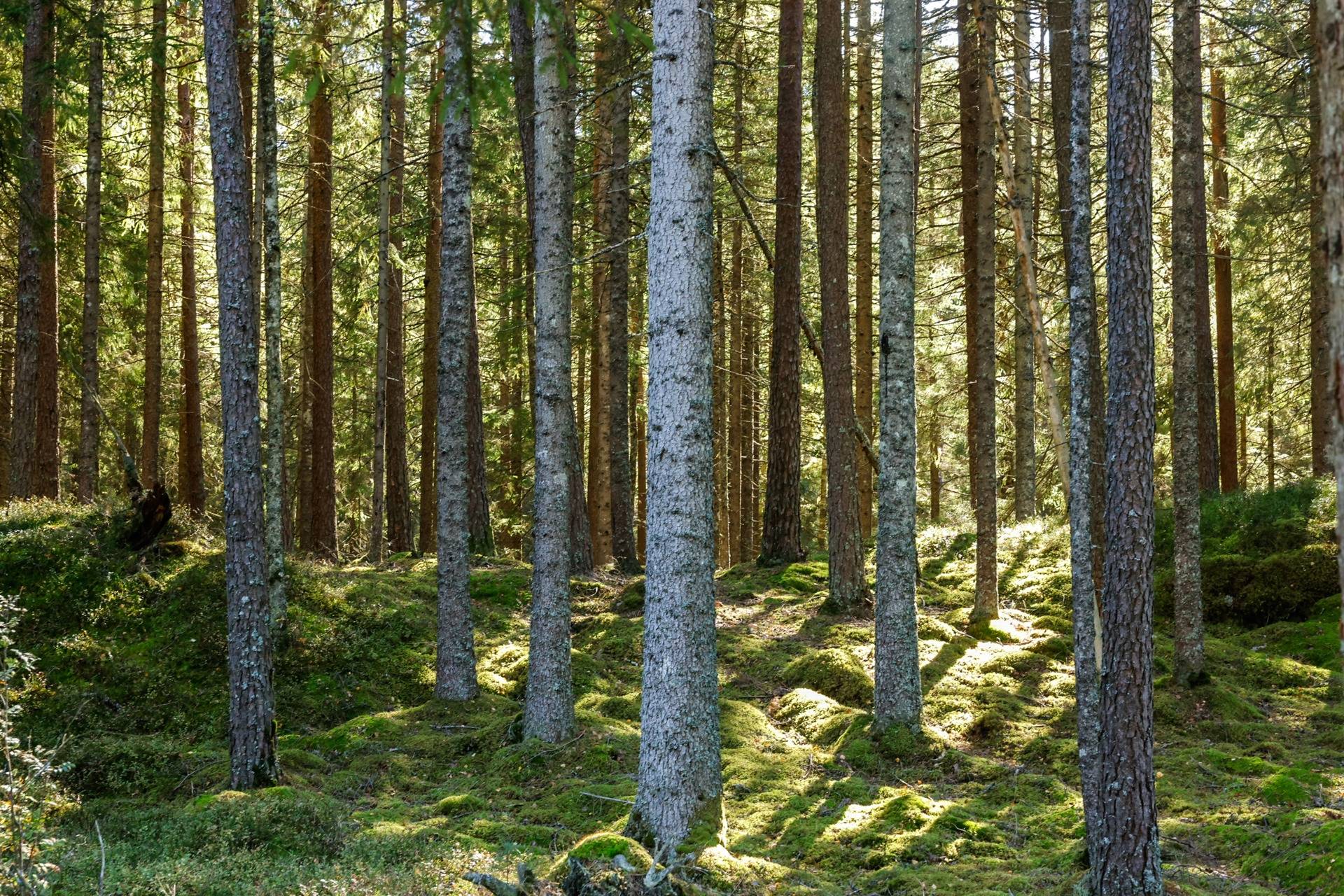 Gård/skog på SVENLJUNGA UGGLEBO 2:3 Örsås Svenljunga kommun - bild 7
