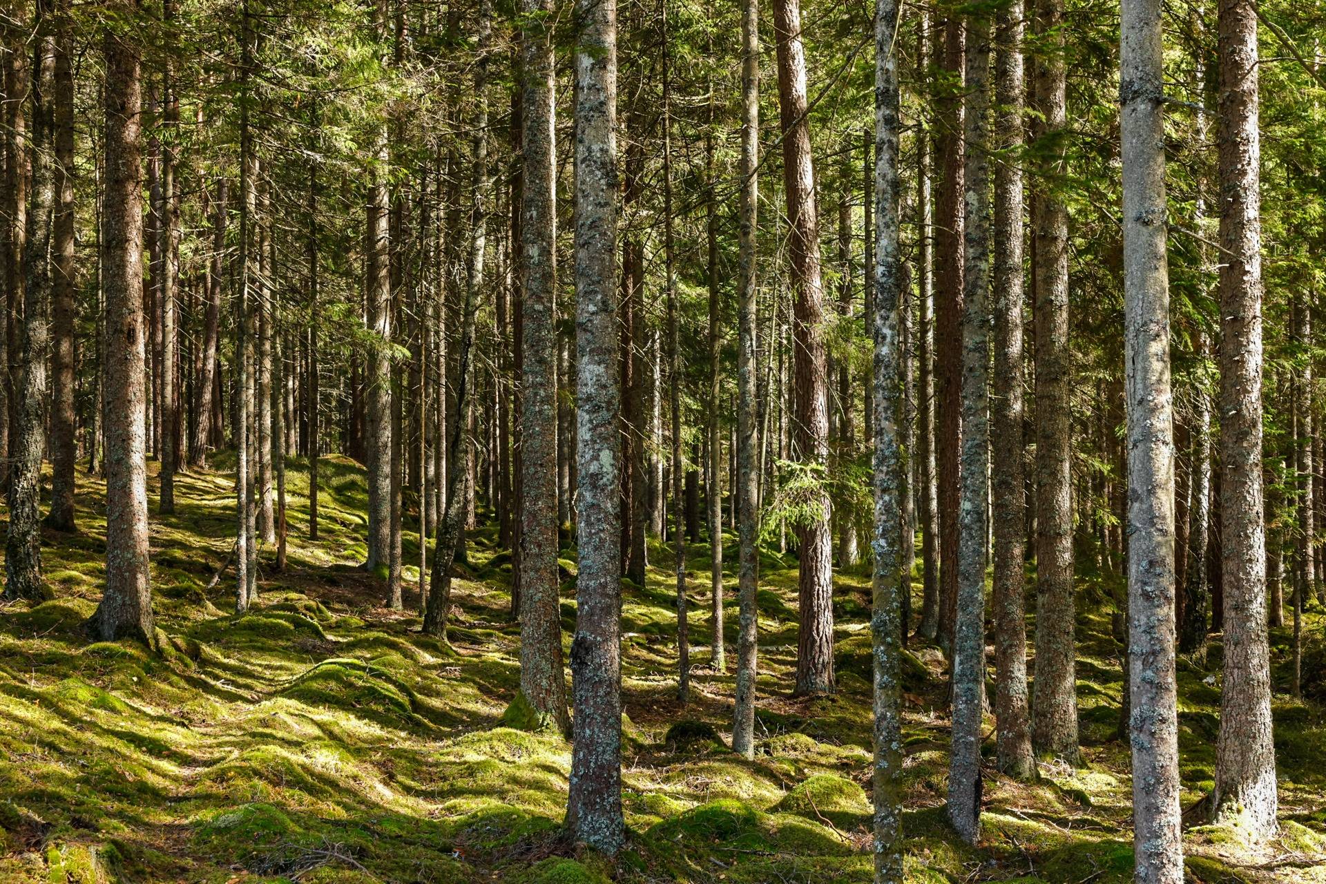 Gård/skog på SVENLJUNGA UGGLEBO 2:3 Örsås Svenljunga kommun - bild 12