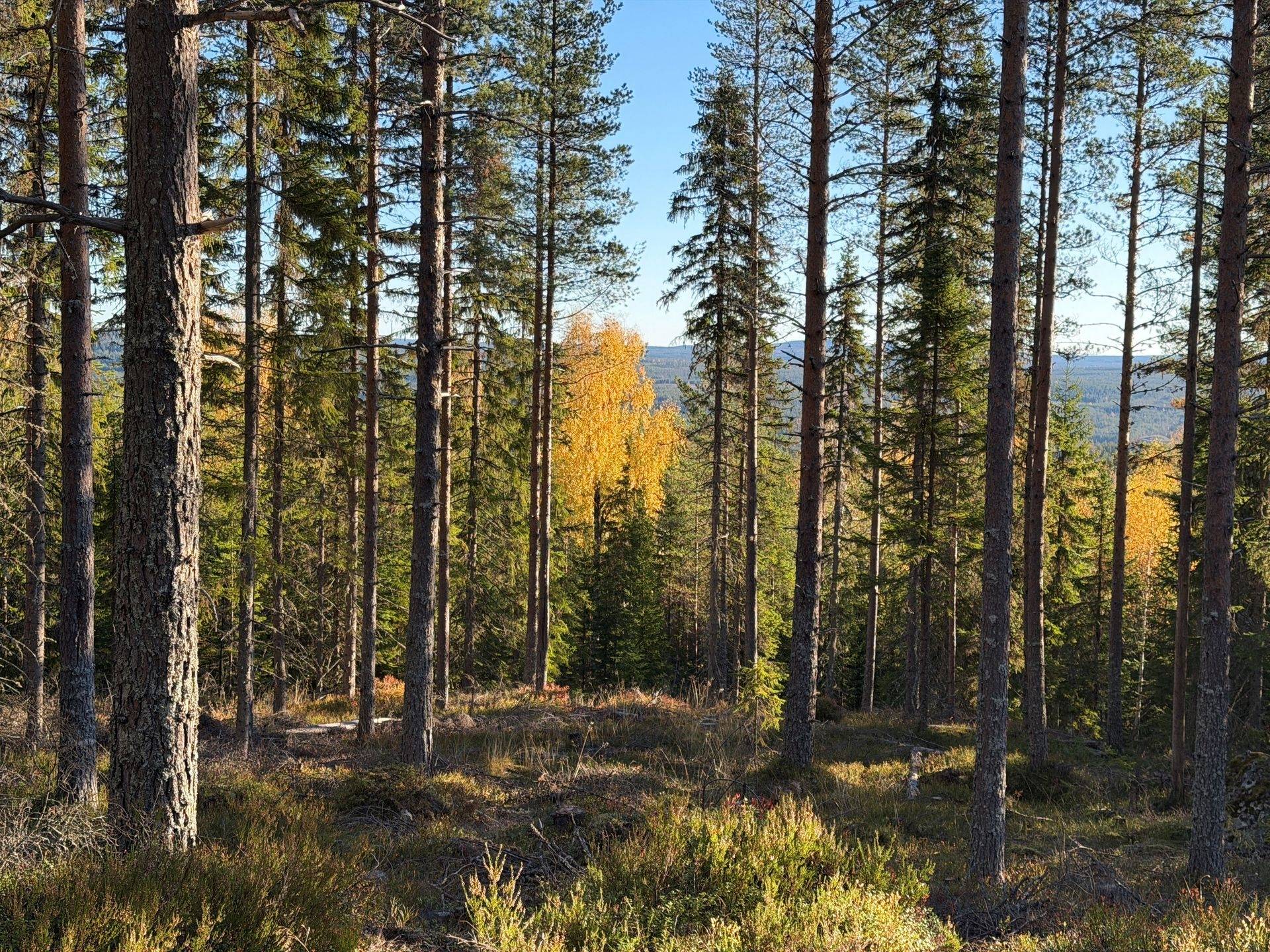 Gård/skog på Hansjö 8:5 Orsa kommun - bild 9
