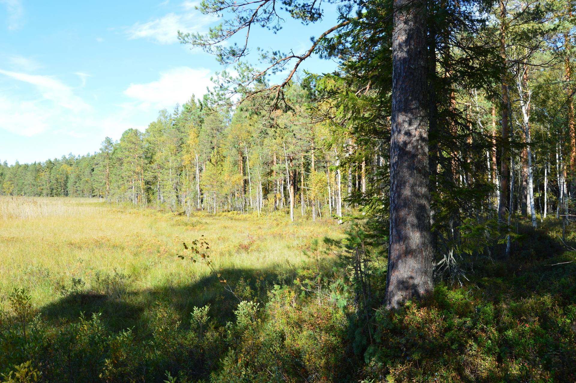 Gård med skogsbruk på Landtjärn Sandvikens kommun - bild 37