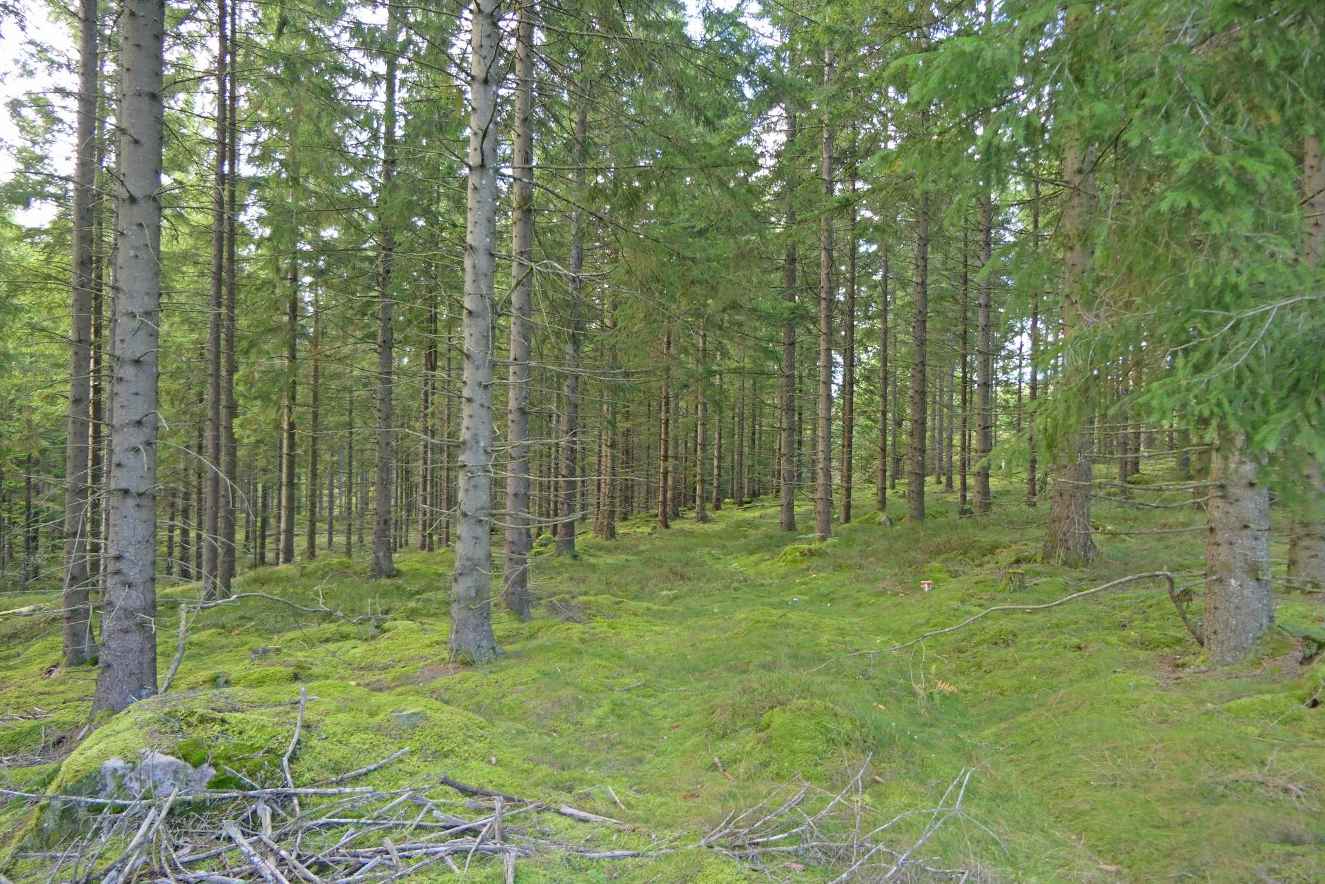 Gård/skog på Sexdrega-Hestra Svenljunga kommun - bild 3