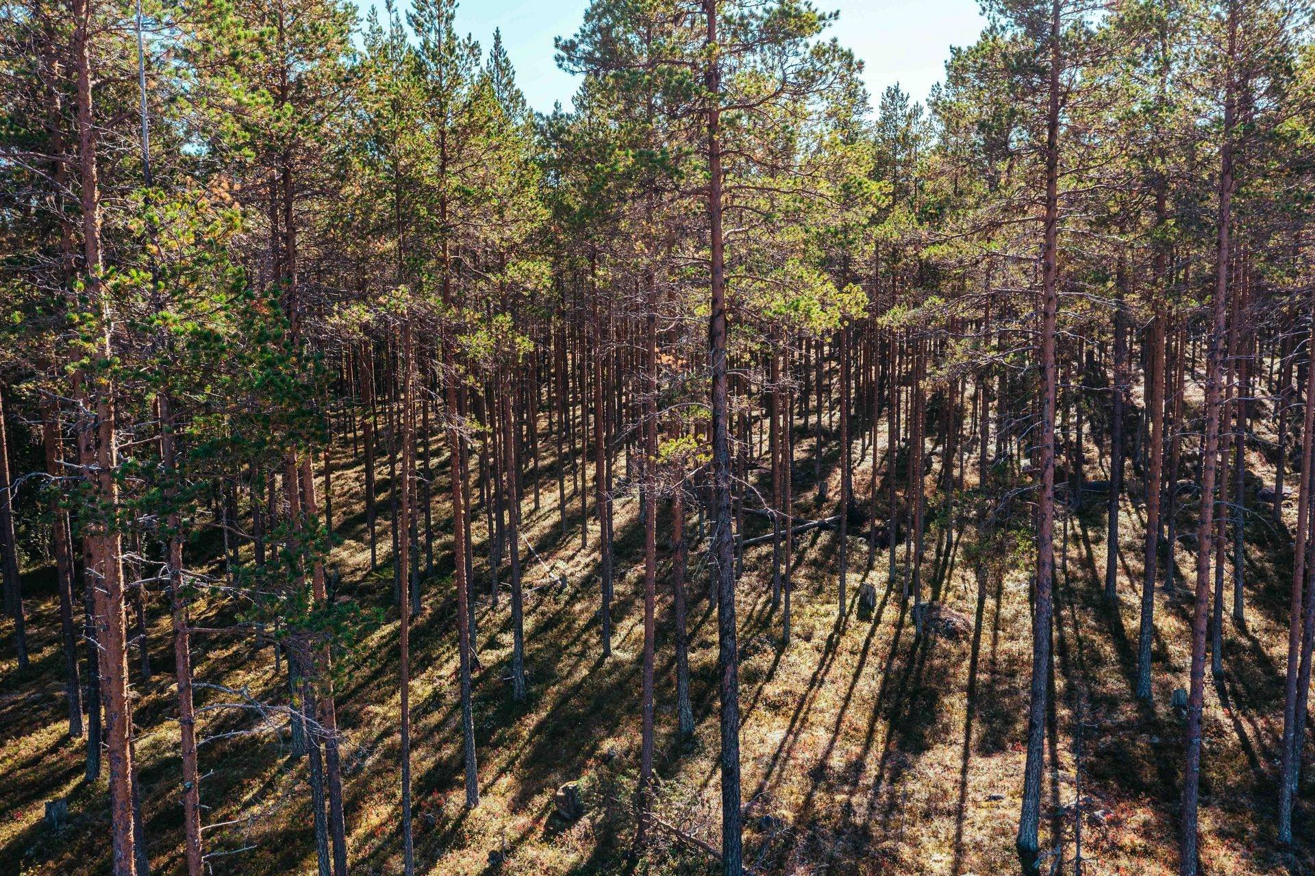 Gård/skog på Norrgården 656 Bergs kommun - bild 32