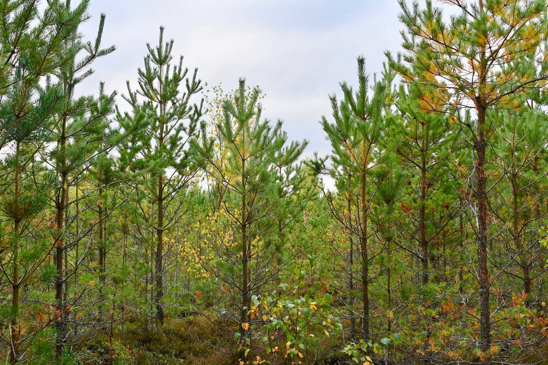 Gård med skogsbruk Binneberg Skövde kommun - bild 20