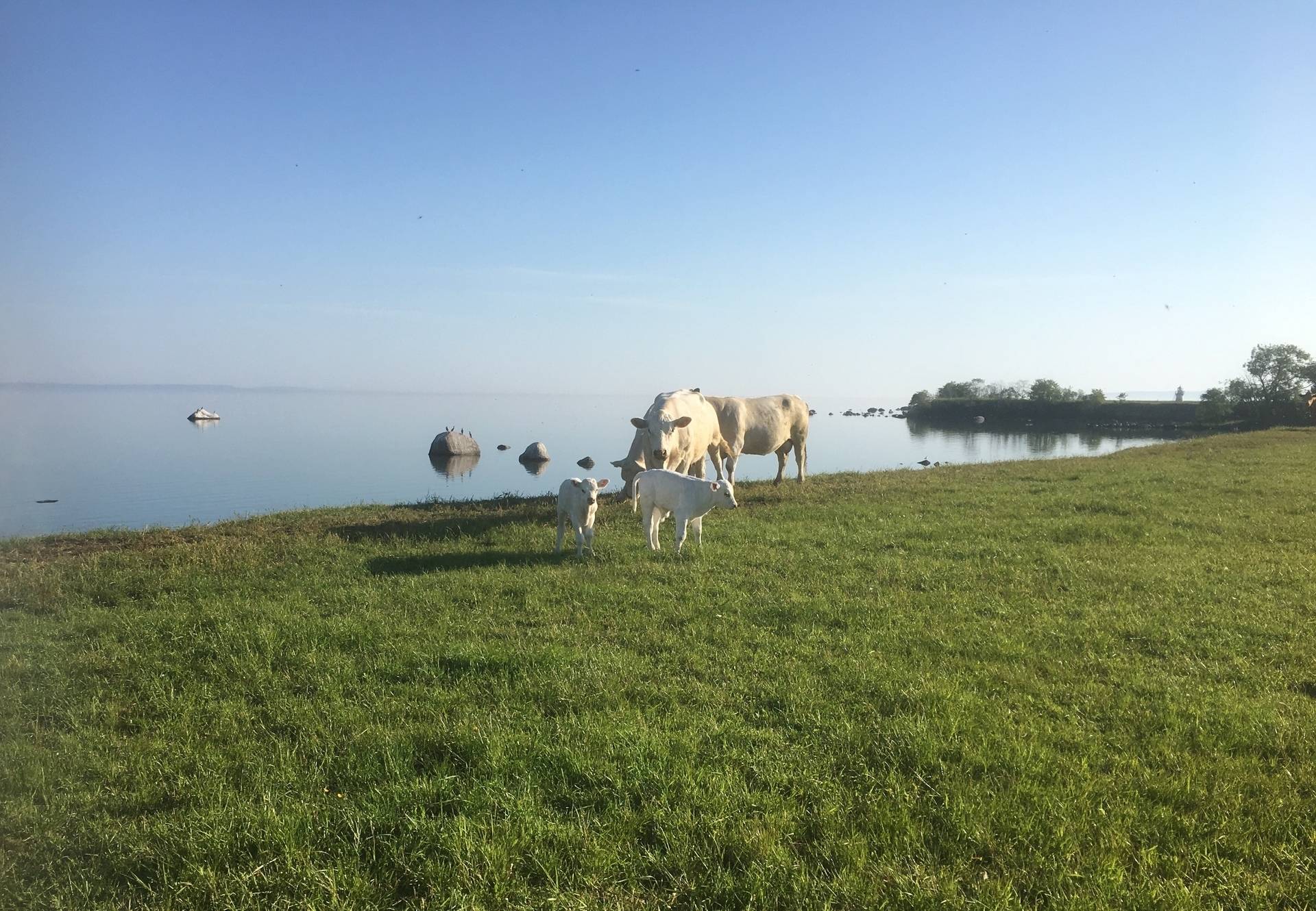 Gård med jordbruk på Visingsö Ed - Stranden Jönköpings kommun - bild 10
