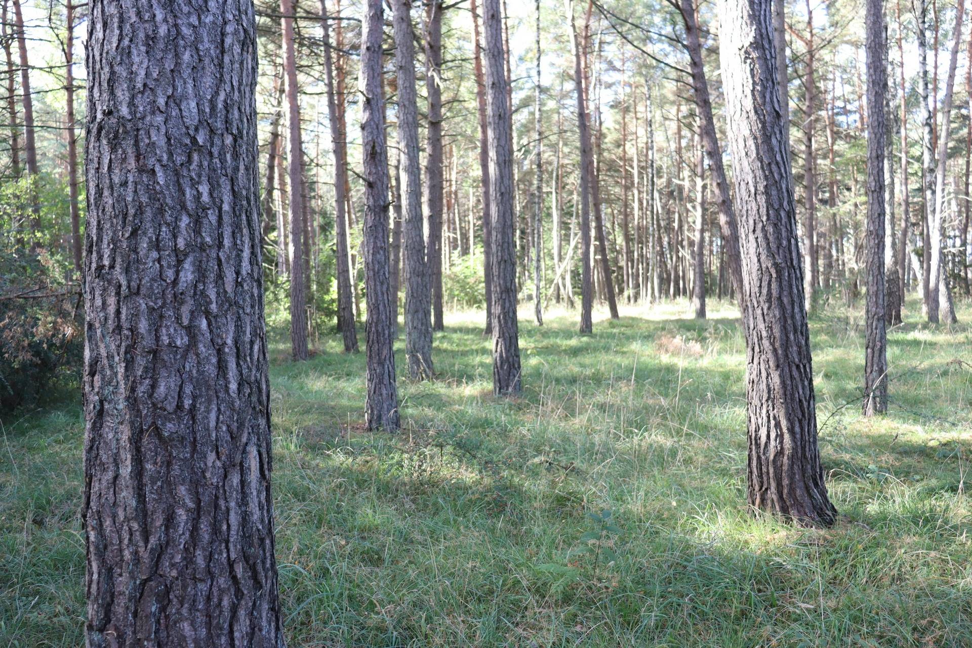 6 rum Gård med jordbruk på Prästgårdsvägen 53 Havdhem - Södra Gotland Gotlands kommun - bild 94